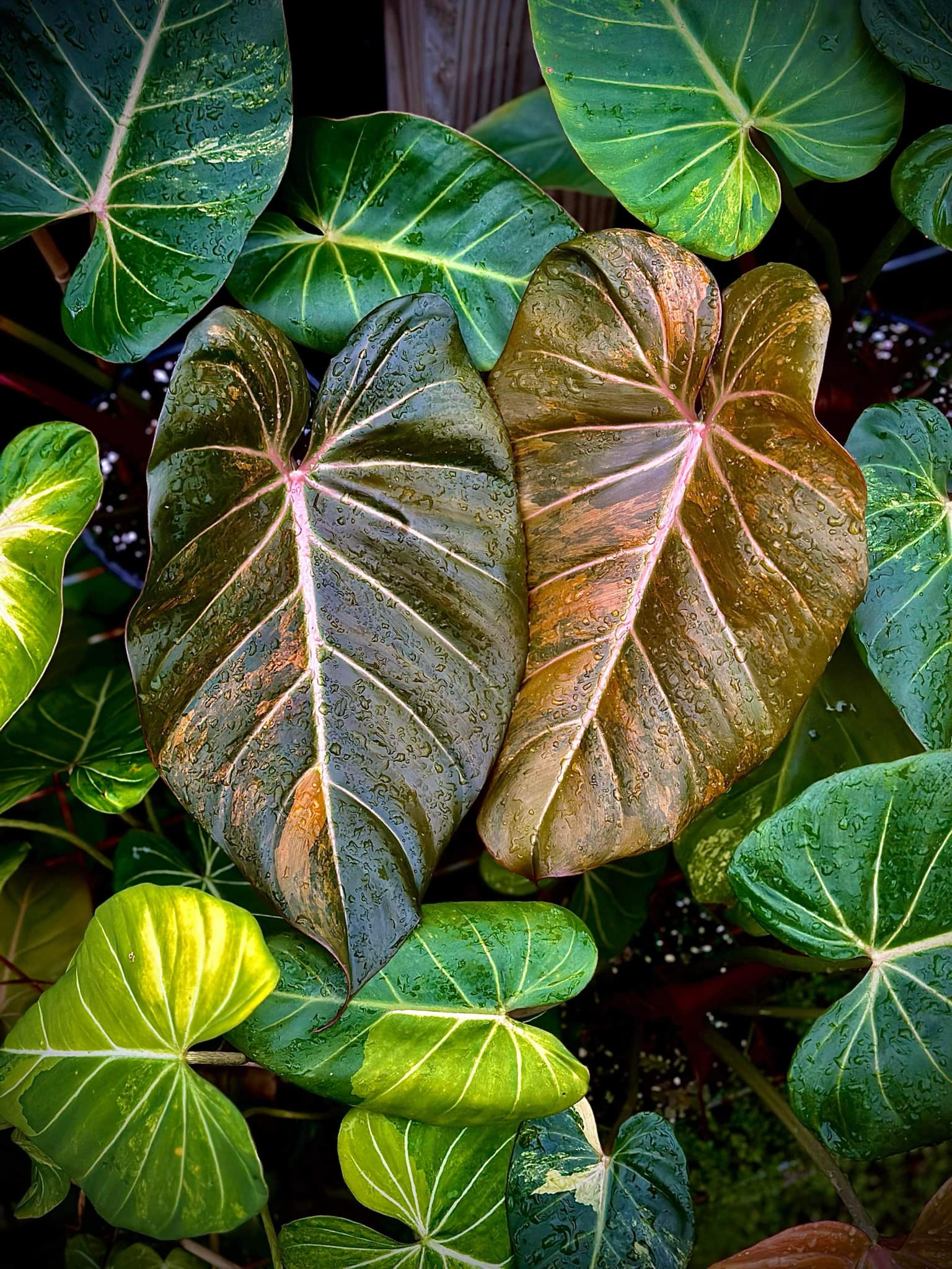 Philodendron Domesticum Variegata Care