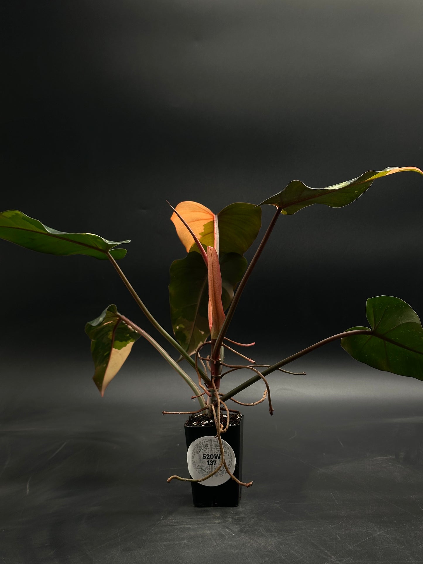 Philodendron 'Dark Lord' Variegated (520W137)