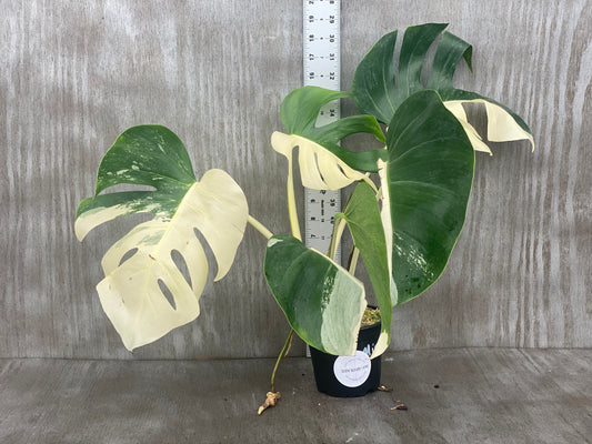 Monstera Albo (small form) amazing sectorial 🤯