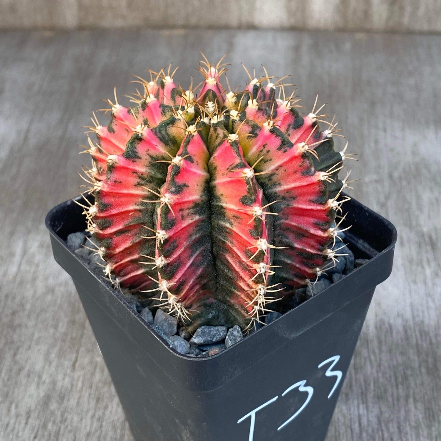 Gymnocalycium Mihanovichii Pink Sky Cactus