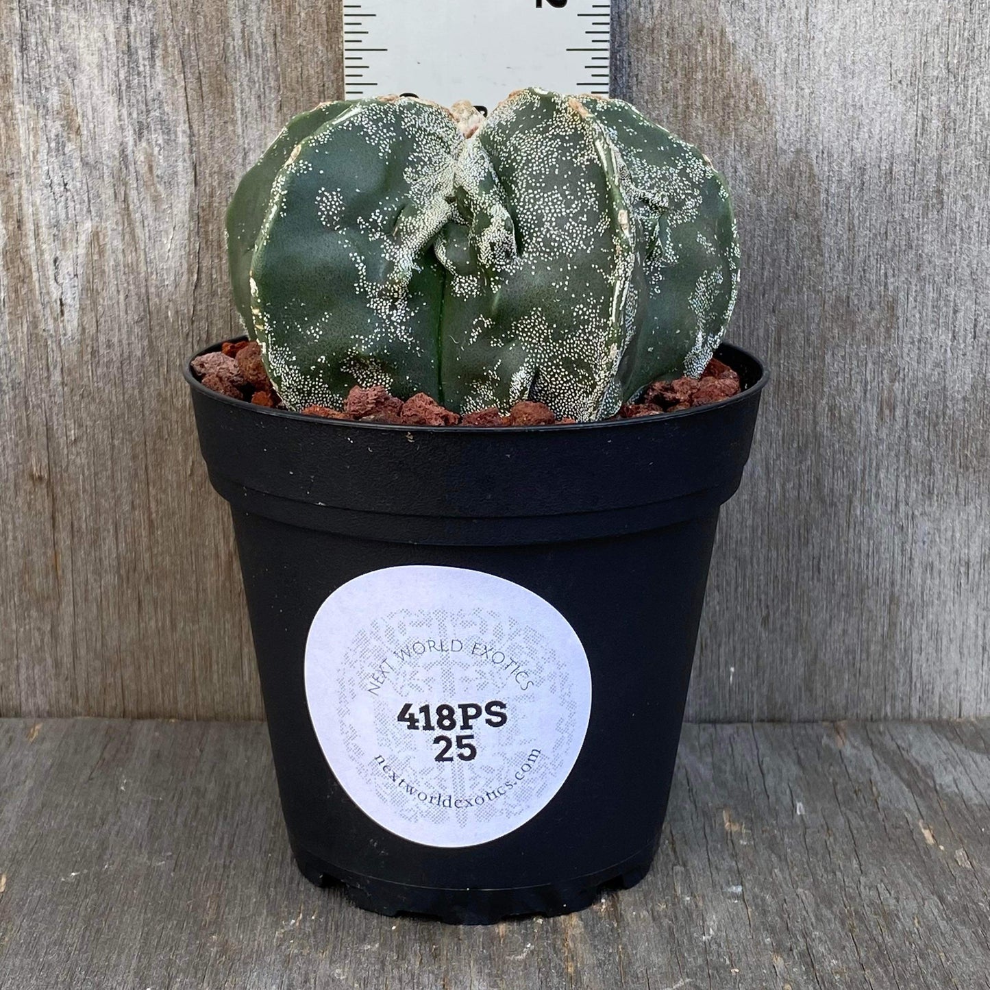 Astrophytum Myrostigma Fukuryu Cactus