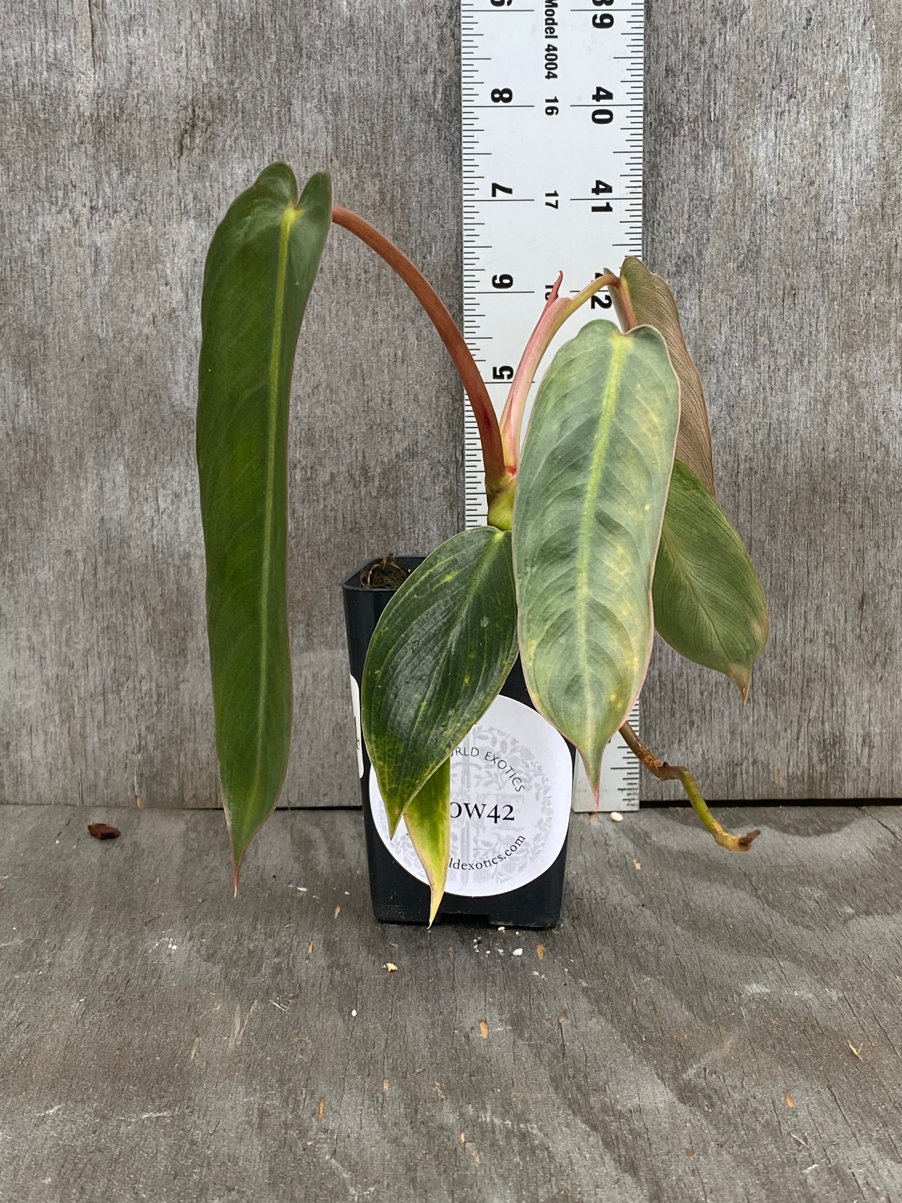 Philodendron Spiritus Sancti (seed grown! Variegated sibling) – Next World  Exotics