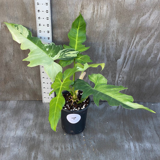 Philodendron Variegated Golden Dragon Mint XL