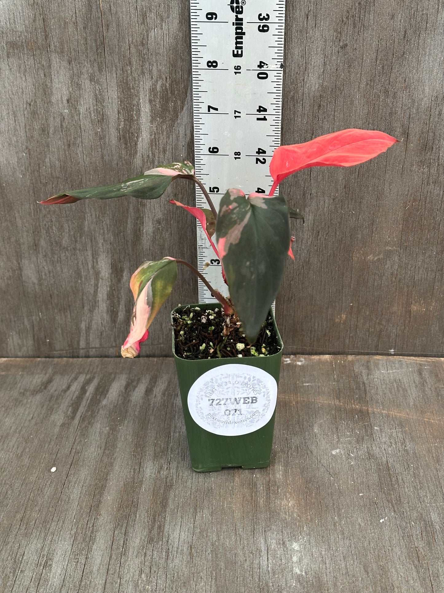 Homalomena Humilis Black Velvet Pink 727WEB071