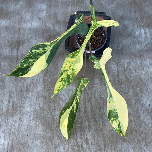 Philodendron Joepii Variegated