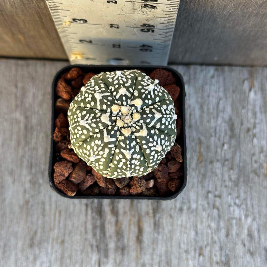 Astrophytum V Type Cactus