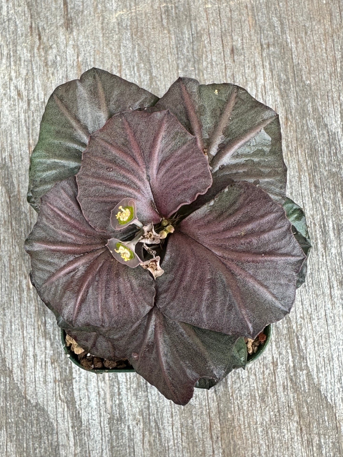 Euphorbia Francoisii Generation 3 Red Fish Tail 803WEB007