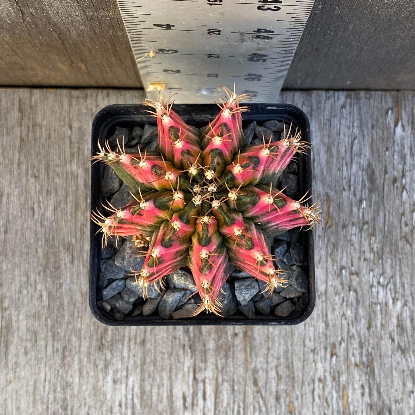 Gymnocalycium Mihanovichii Pink Sky Cactus
