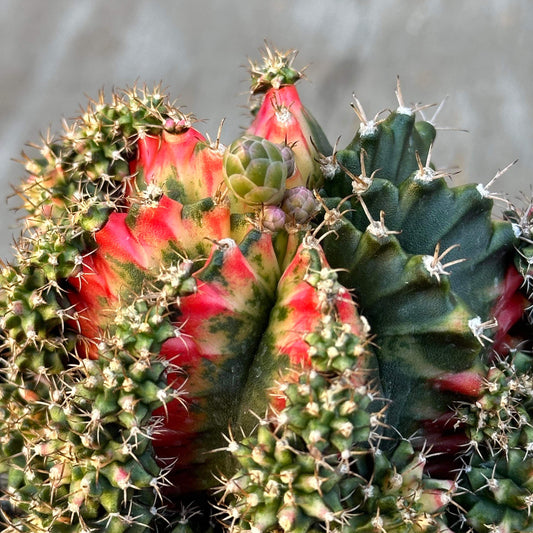 Gymnocalycium Multi-Color Cactus - with pups!!