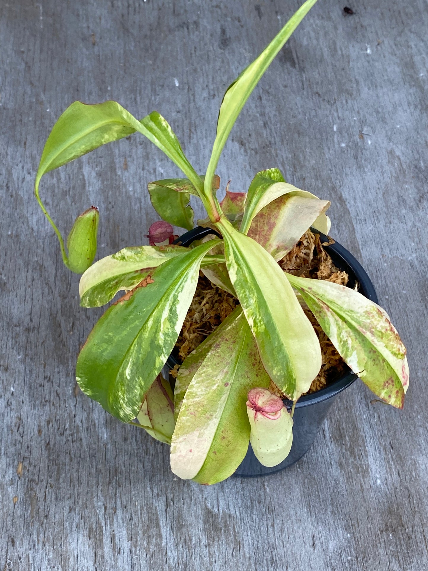 Variegated Nepenthes Miribillis Pitcher Plant
