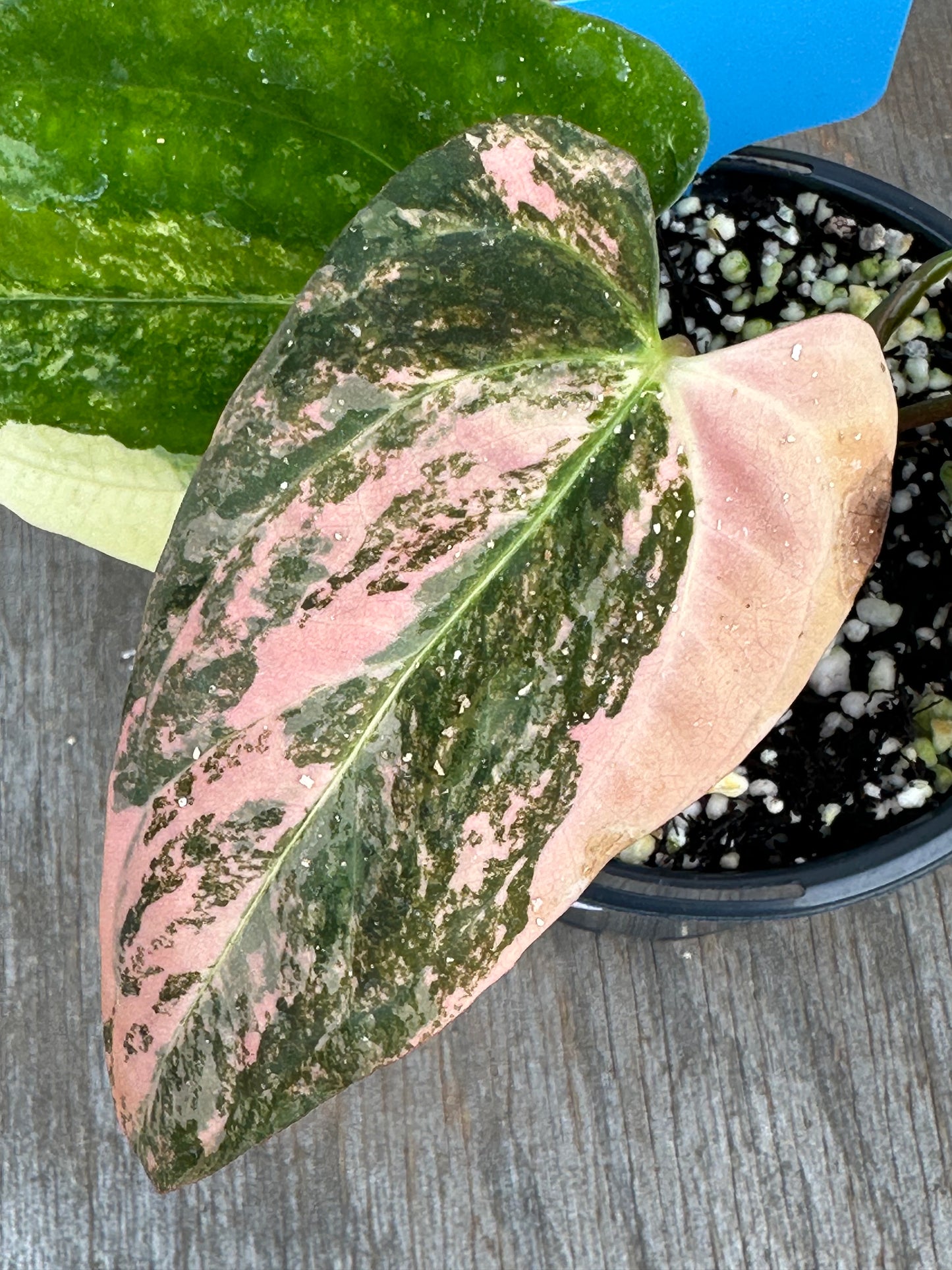 Anthurium Papillilaminum x Ralph Lynam Variegated 727WEB062