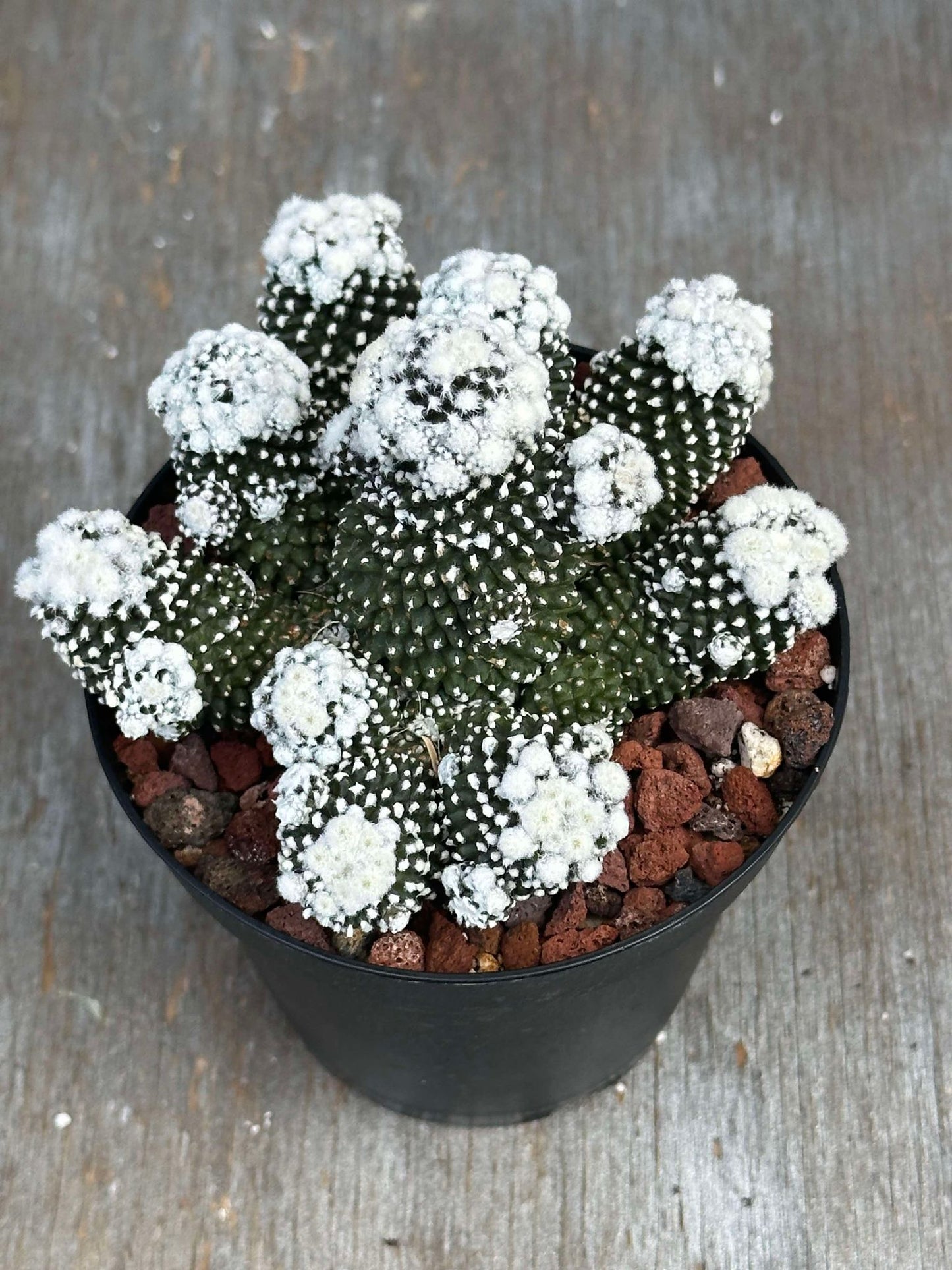 Copiapoa tenuissima f. monstruosa 'starry night' 2