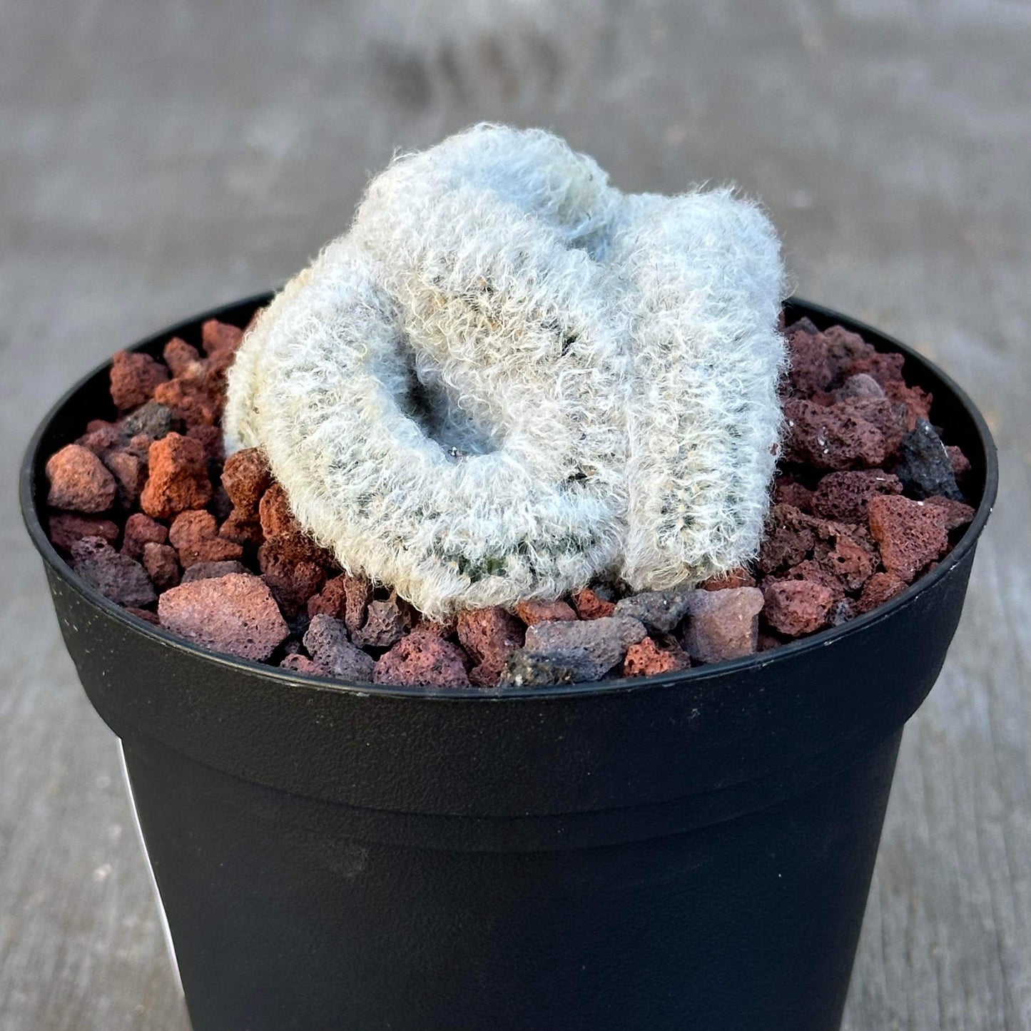 Mammilaria Albicoma “Fuzzy Brain” Cactus