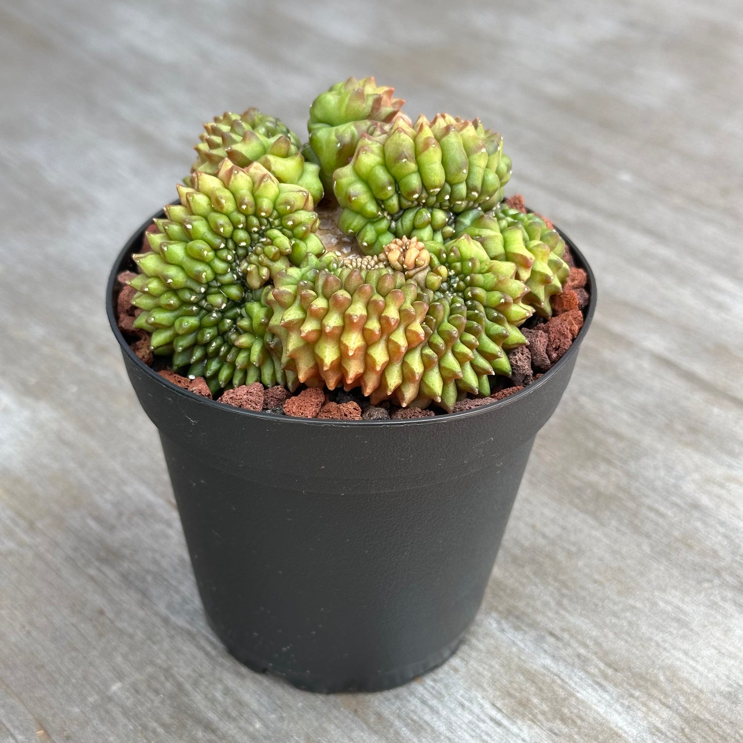 Gymnocalycium Mihanovichii Cristata Inermis Spineless Cactus