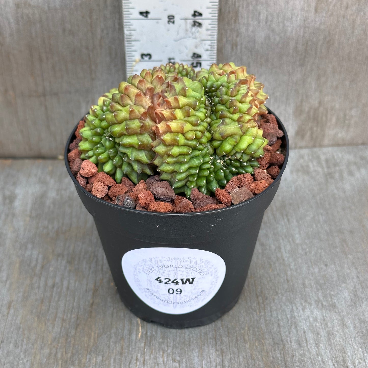 Gymnocalycium Mihanovichii Cristata Inermis Spineless Cactus