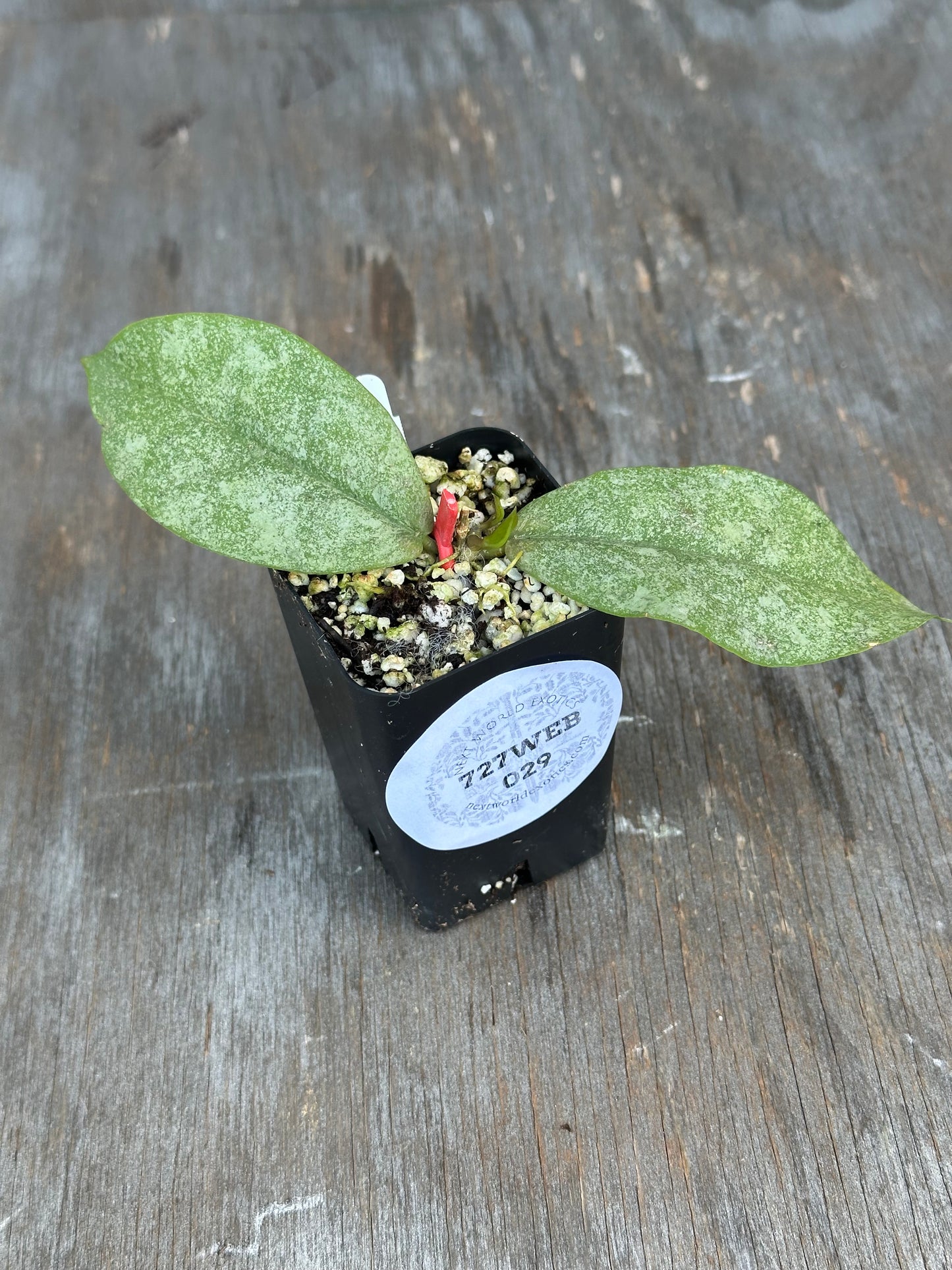 Hoya Mitrata Silver 727WEB029