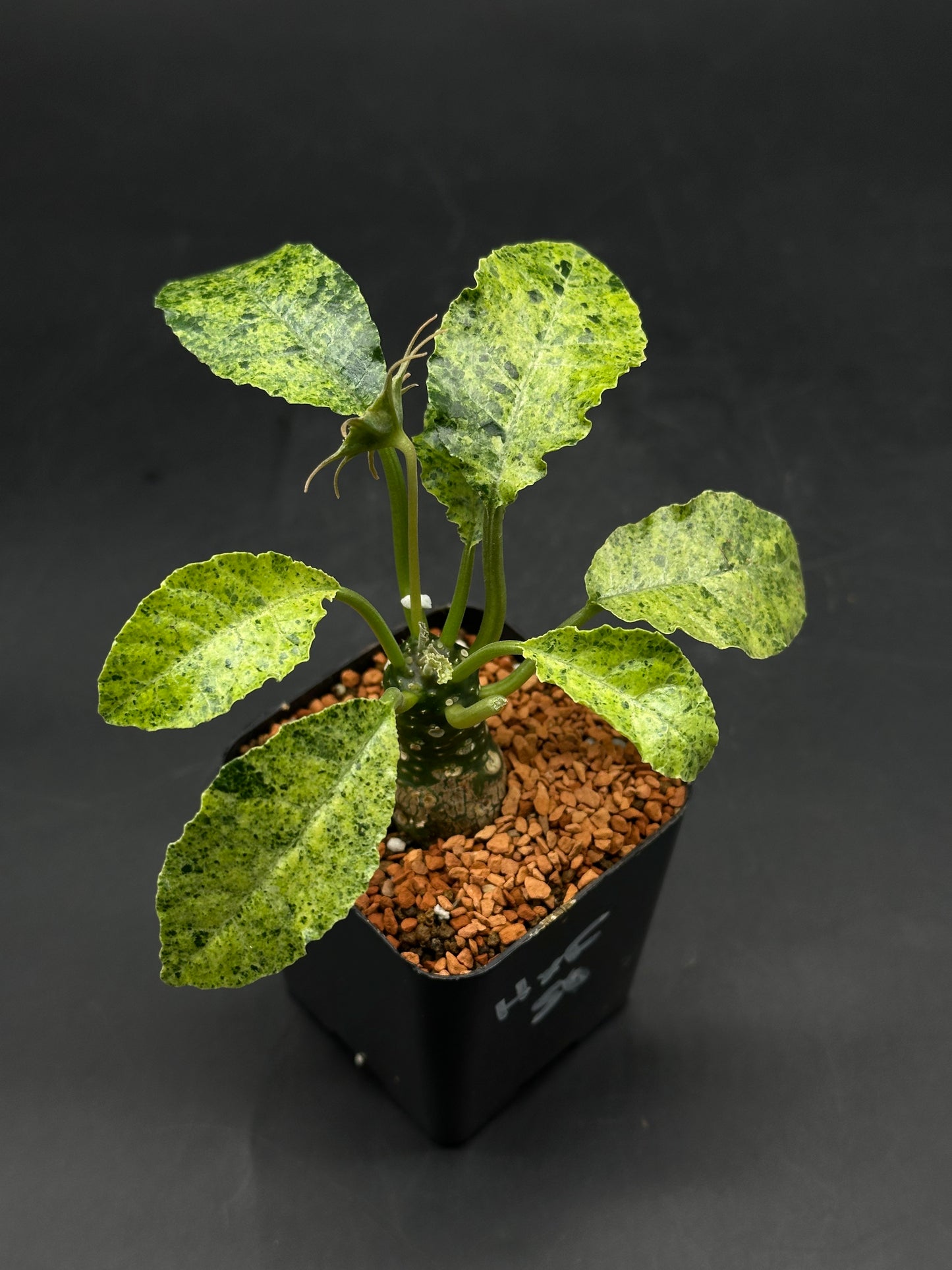 Dorstenia Horwoodii x Foetida Variegated (520W122)