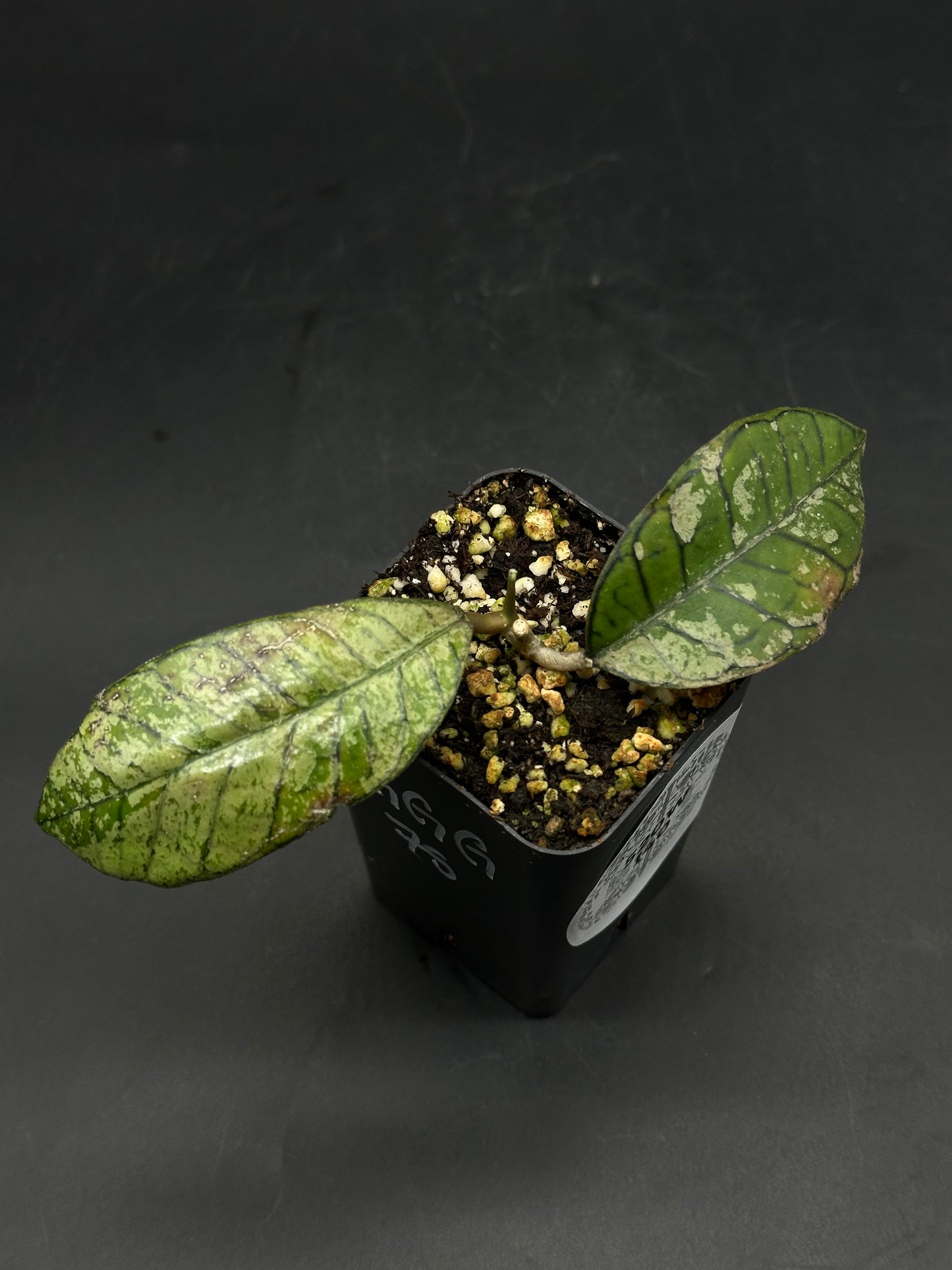 Hoya Ganung Gading (520W140)