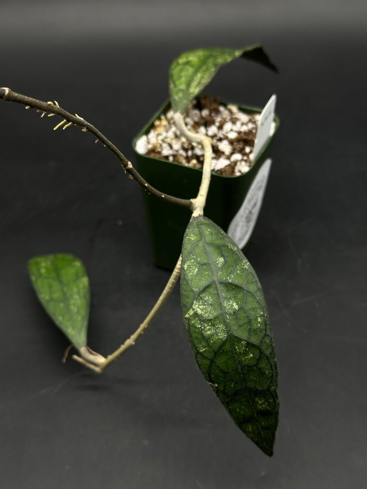 Hoya Clemensiorum 'Black Splash' (520W148)