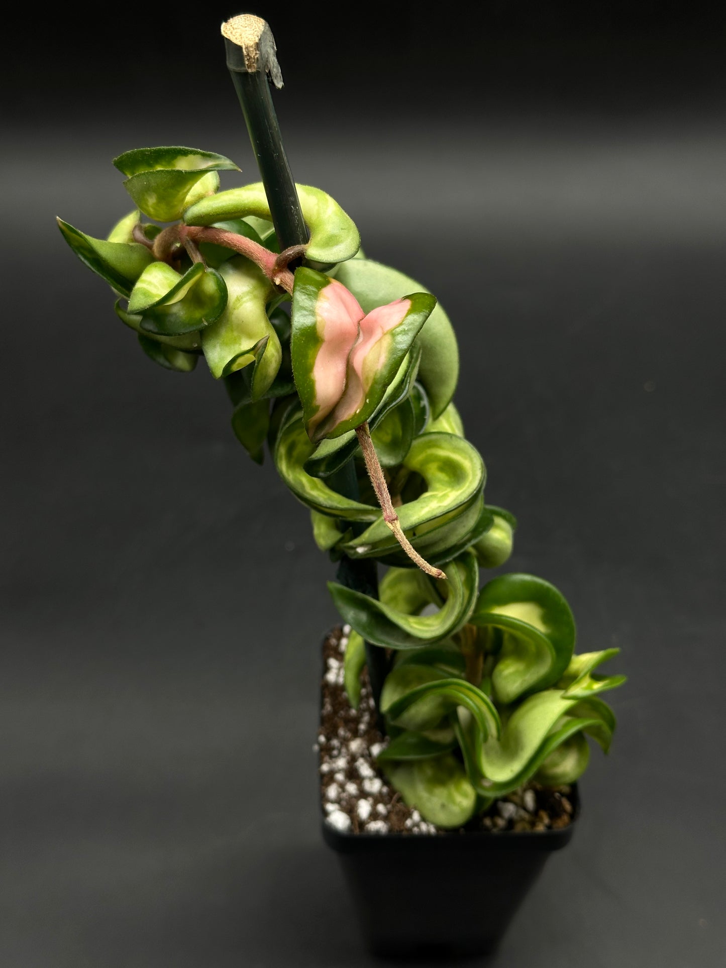 Hoya Compacta Variegata cv. 'Mauno Loa' (520W157)