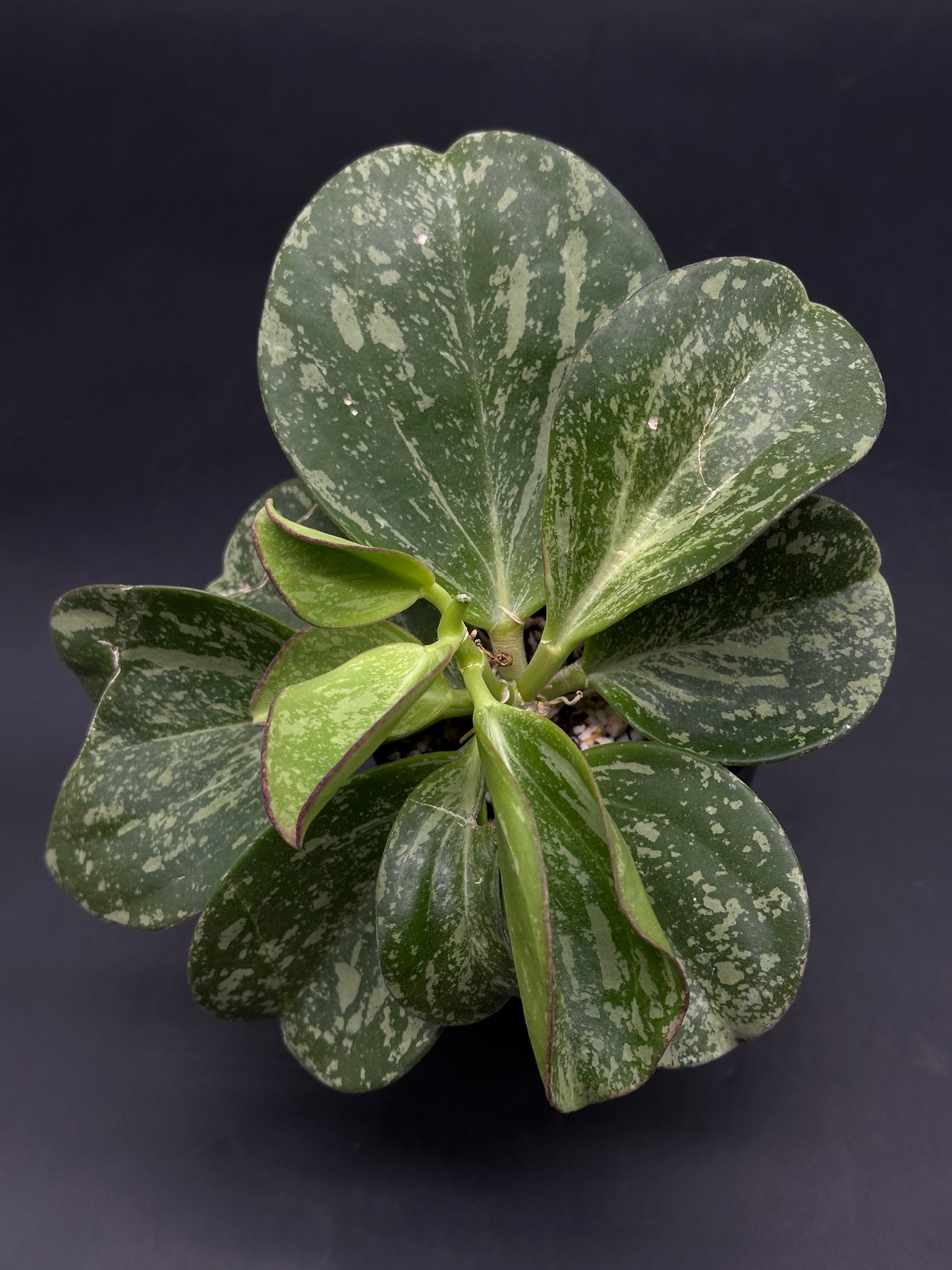 Hoya Subquintuplinervis (formerly Pachyclada) Splash (HSS1) š± (520W166)