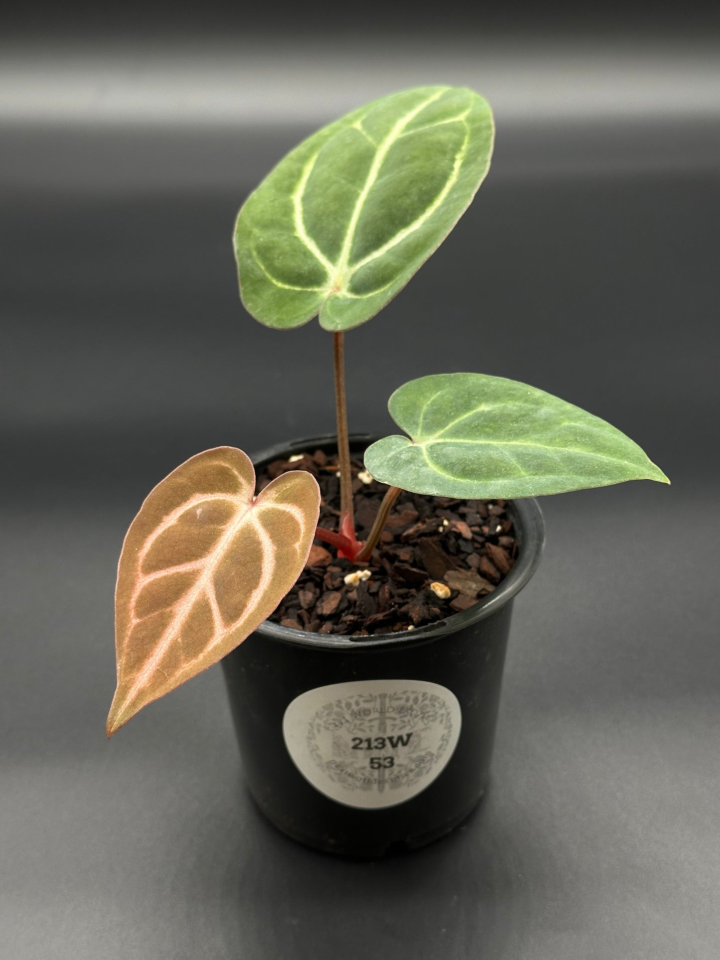 Scott Cohen Original OG Calra No. 4 x OG Carla No. 4 (213W53), a rare Anthurium hybrid in a 2.25-inch pot with distinctive leaves and label.
