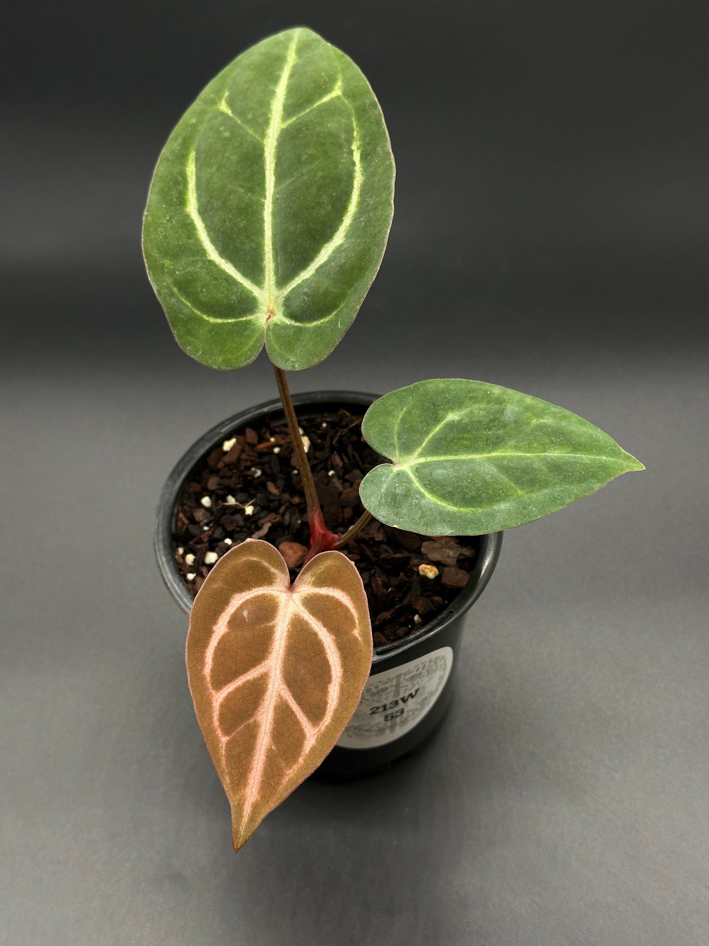 Scott Cohen Original OG Calra No. 4 x OG Carla No. 4 (213W53) Anthurium hybrid in a 2.25-inch pot, showcasing lush leaves.