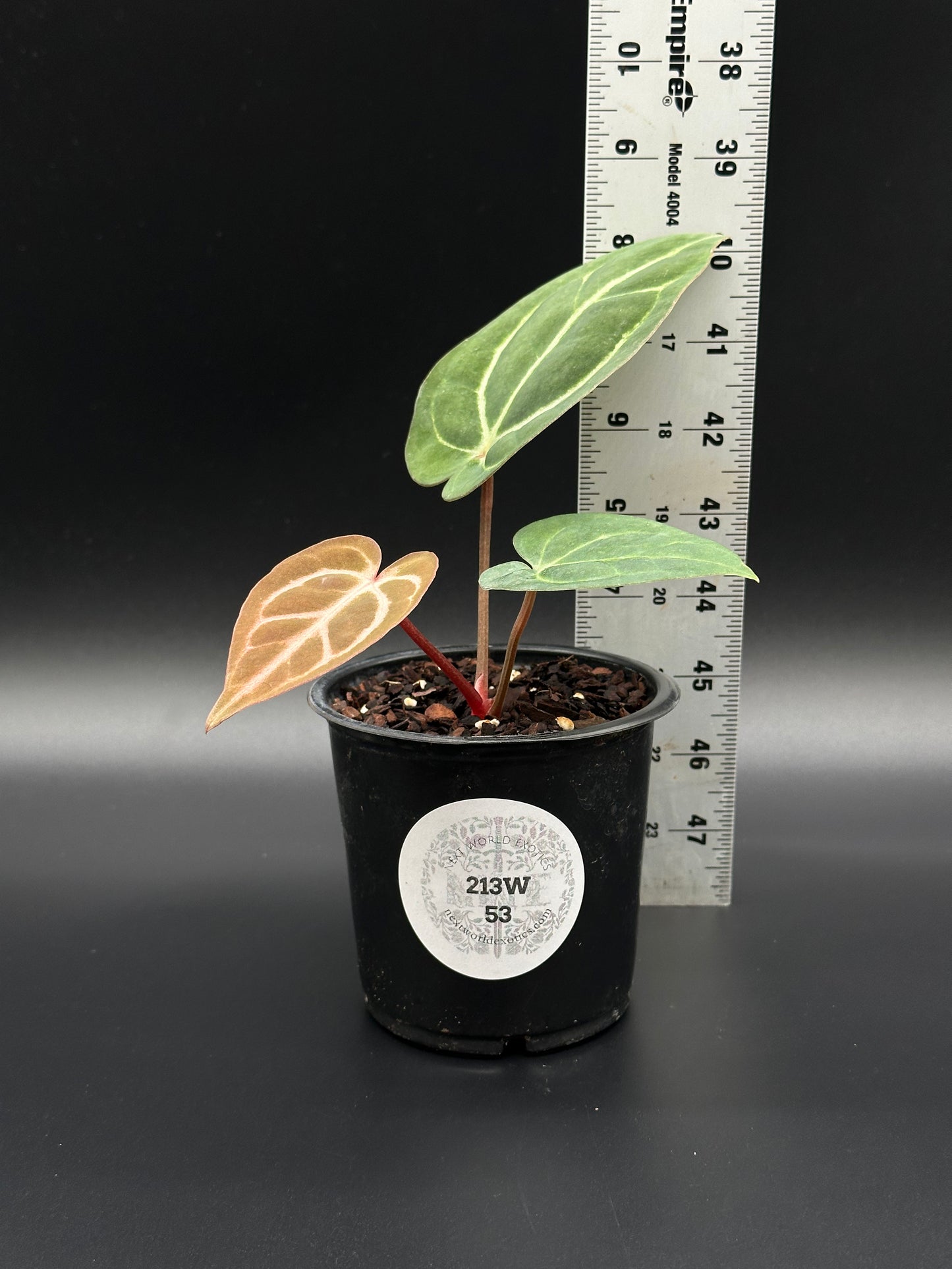 Scott Cohen Original OG Calra No. 4 x OG Carla No. 4 (213W53) Anthurium hybrid in a 2.25-inch pot with a ruler for size reference.