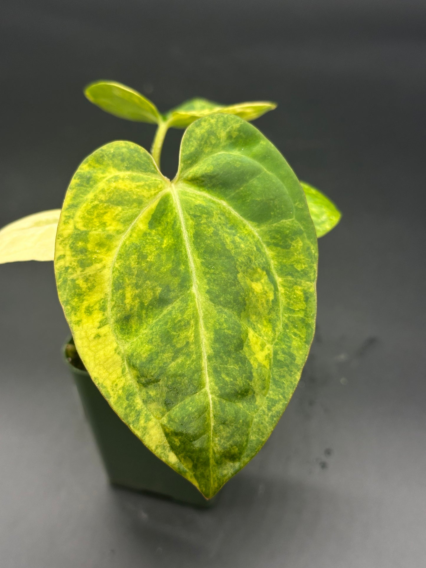 Anthurium Papillilaminum 'Thai' hybrid in a 2.25-inch pot, showcasing lush green and yellow variegated leaves, ideal for exotic houseplant collectors.