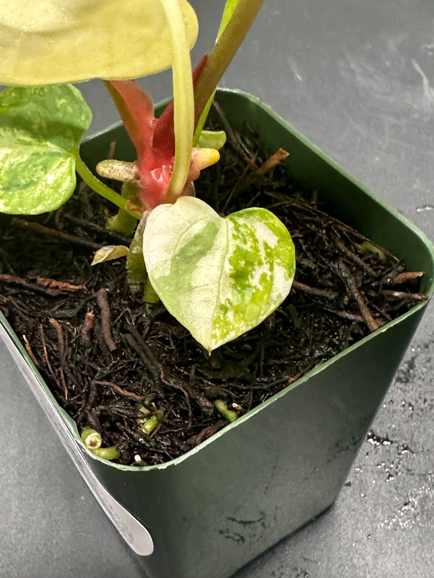 Anthurium Papillilaminum 'Thai' x (Variegated SKG x DocBlock) in a 2.25-inch green pot, showcasing vibrant leaves, perfect for exotic houseplant collectors.