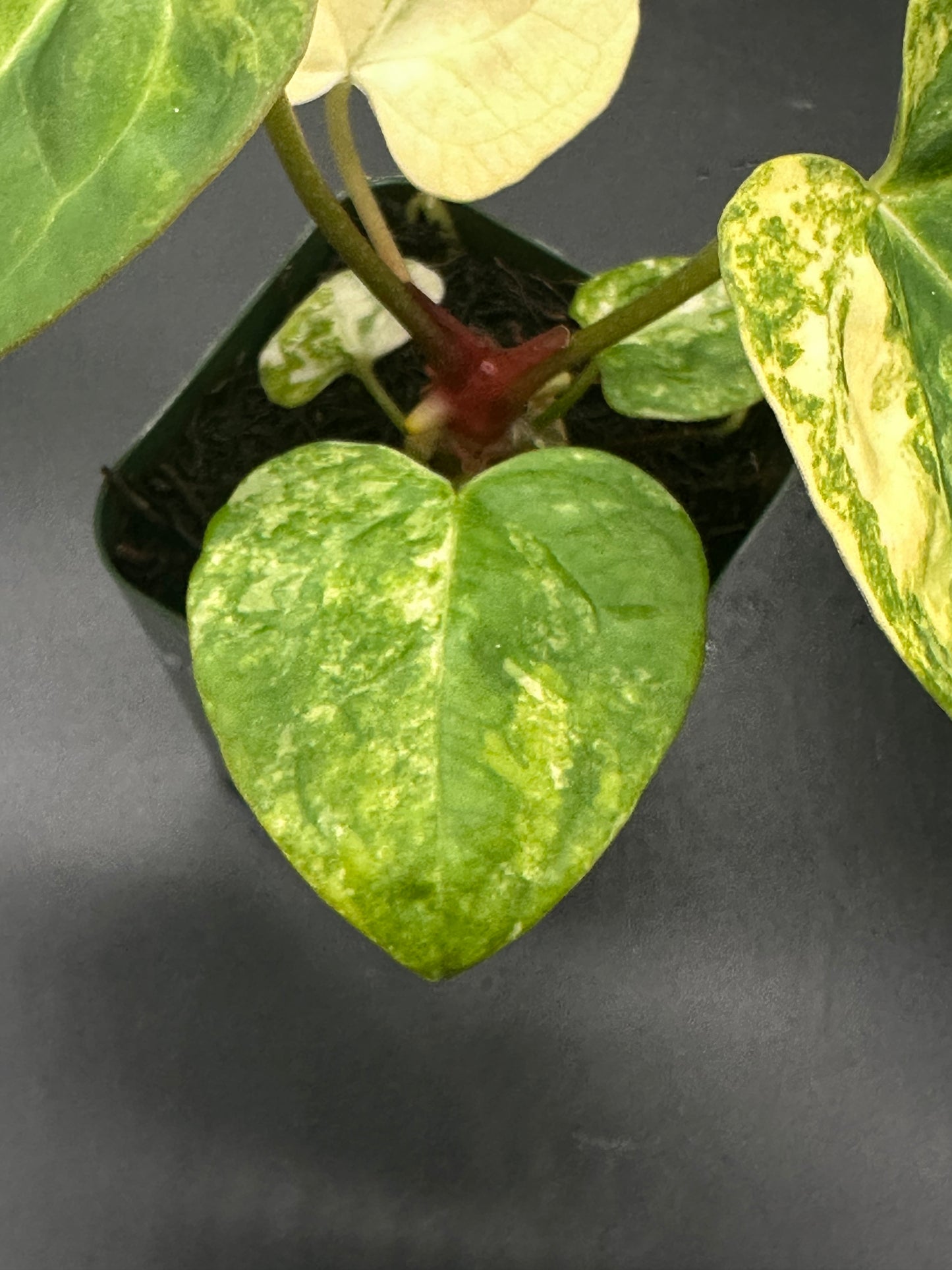 Close-up of Anthurium Papillilaminum 'Thai' x (Variegated SKG x Variegated DocBlock) (313W06), showcasing its intricate leaf texture, a Next World Exotics rare plant.