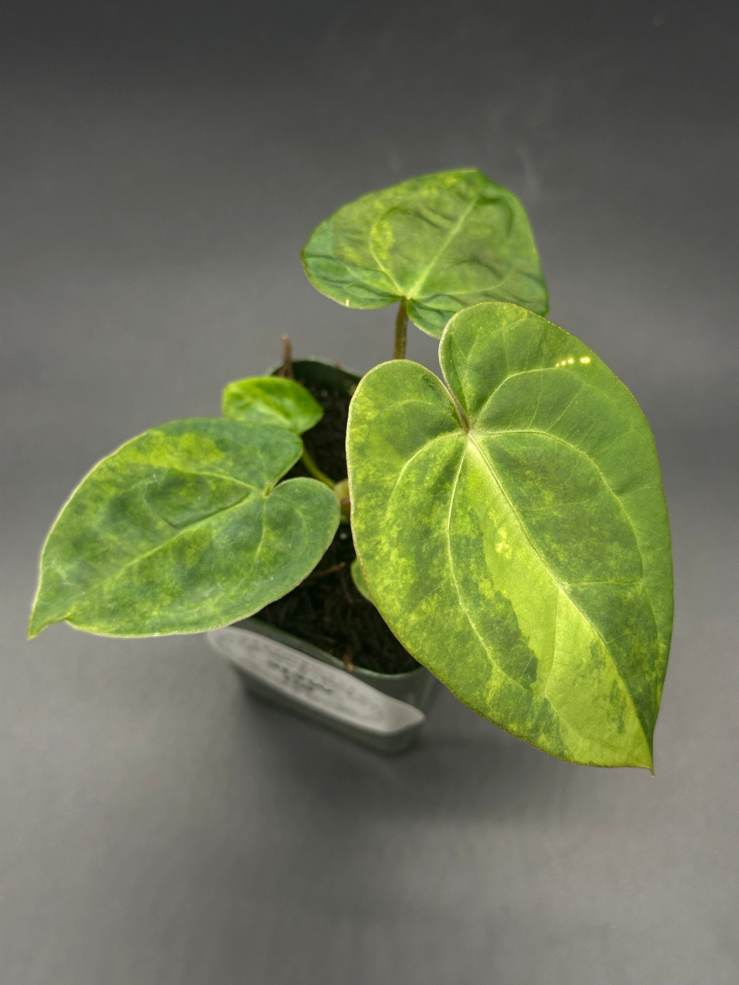 Anthurium Variegated Crystallinum 'X' x Papillilaminum 'Thai' in 2.25-inch pot, showcasing lush leaves, perfect for rare plant enthusiasts.