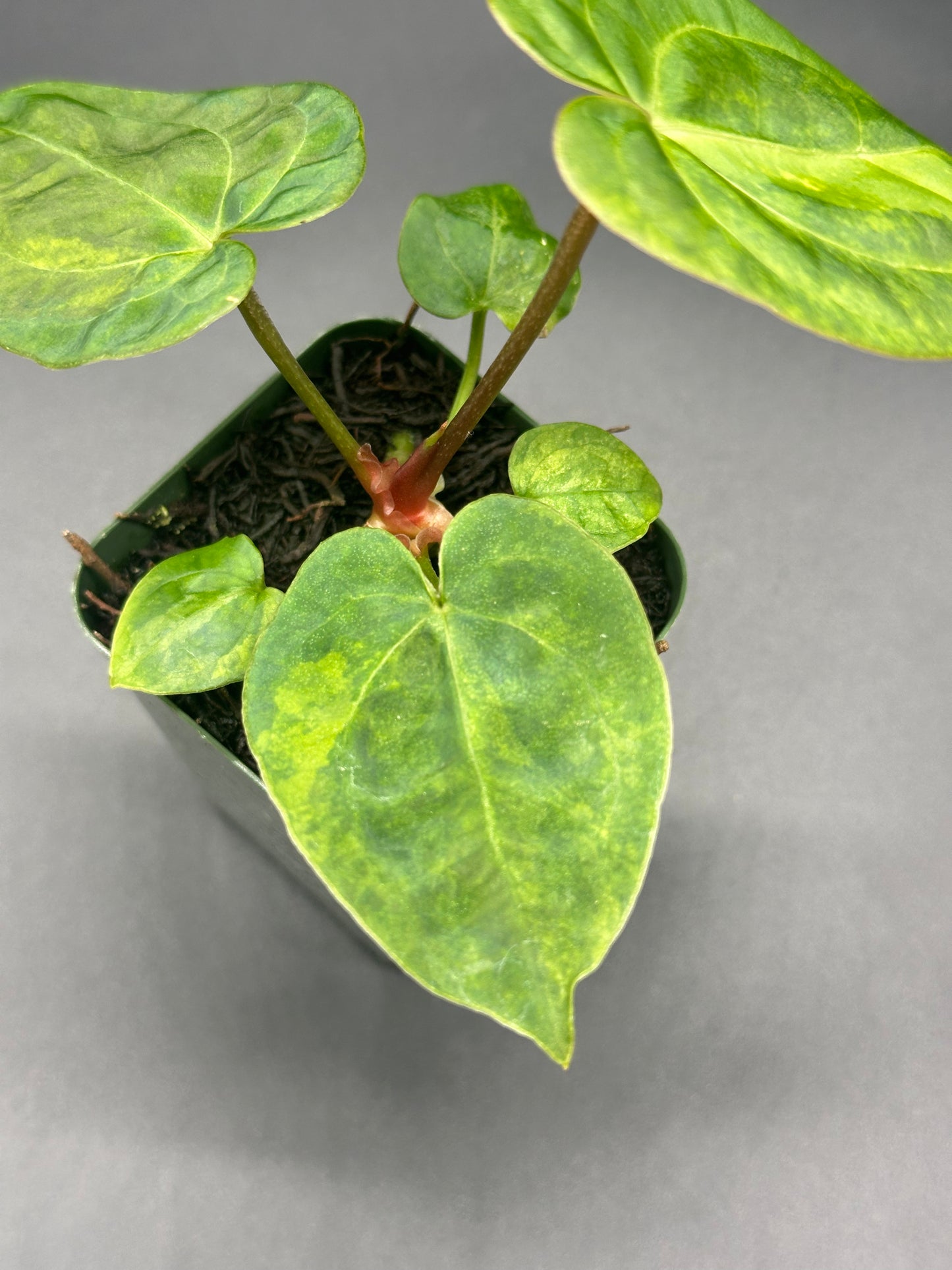 Anthurium Variegated Crystallinum 'X' x Papillilaminum 'Thai' in a 2.25-inch pot, showcasing lush green leaves with intricate variegation, ideal for exotic plant collectors.