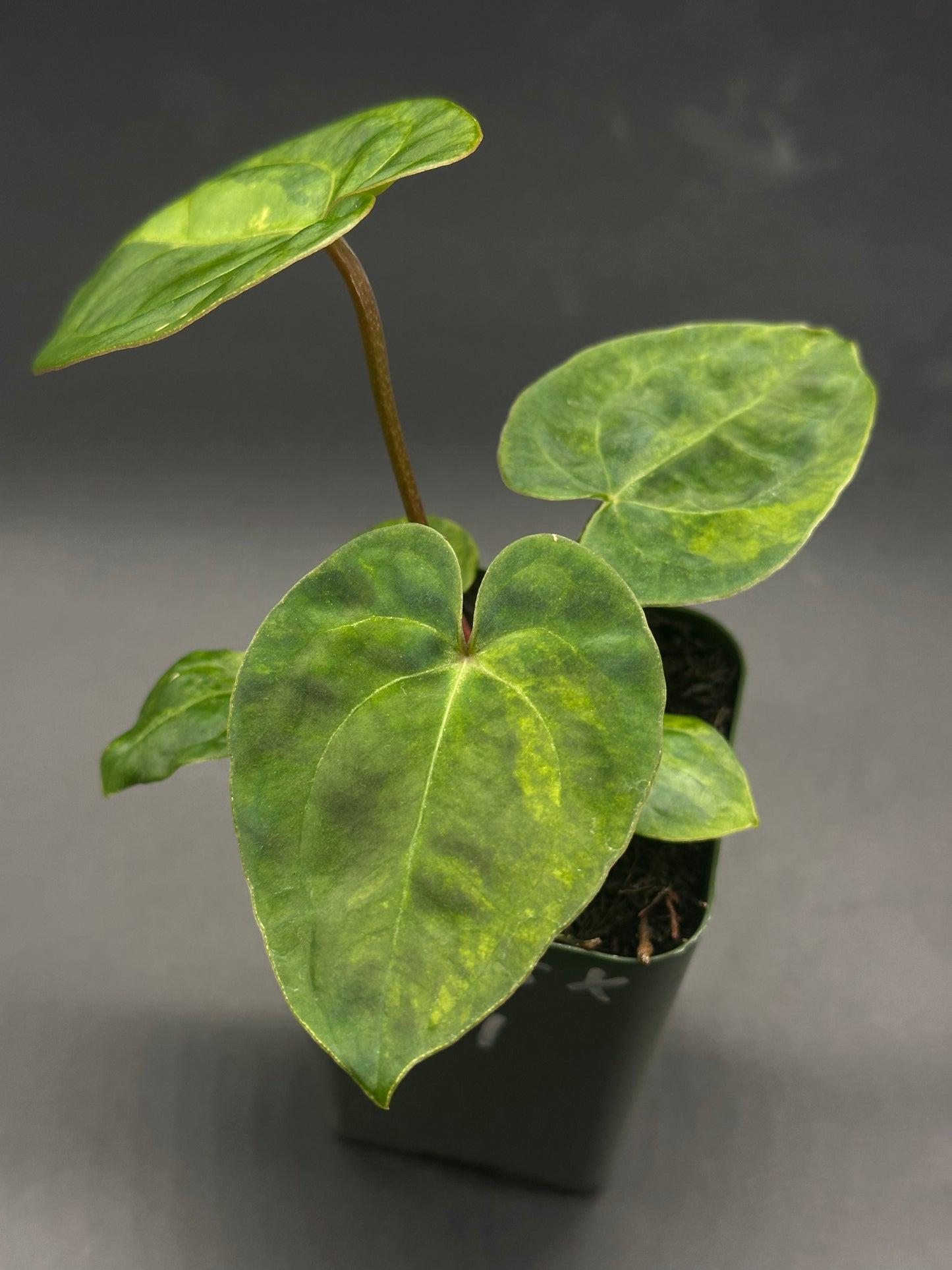 Anthurium Variegated Crystallinum 'X' x Papillilaminum 'Thai' in a 2.25-inch pot, showcasing lush green leaves, ideal for exotic houseplant enthusiasts.
