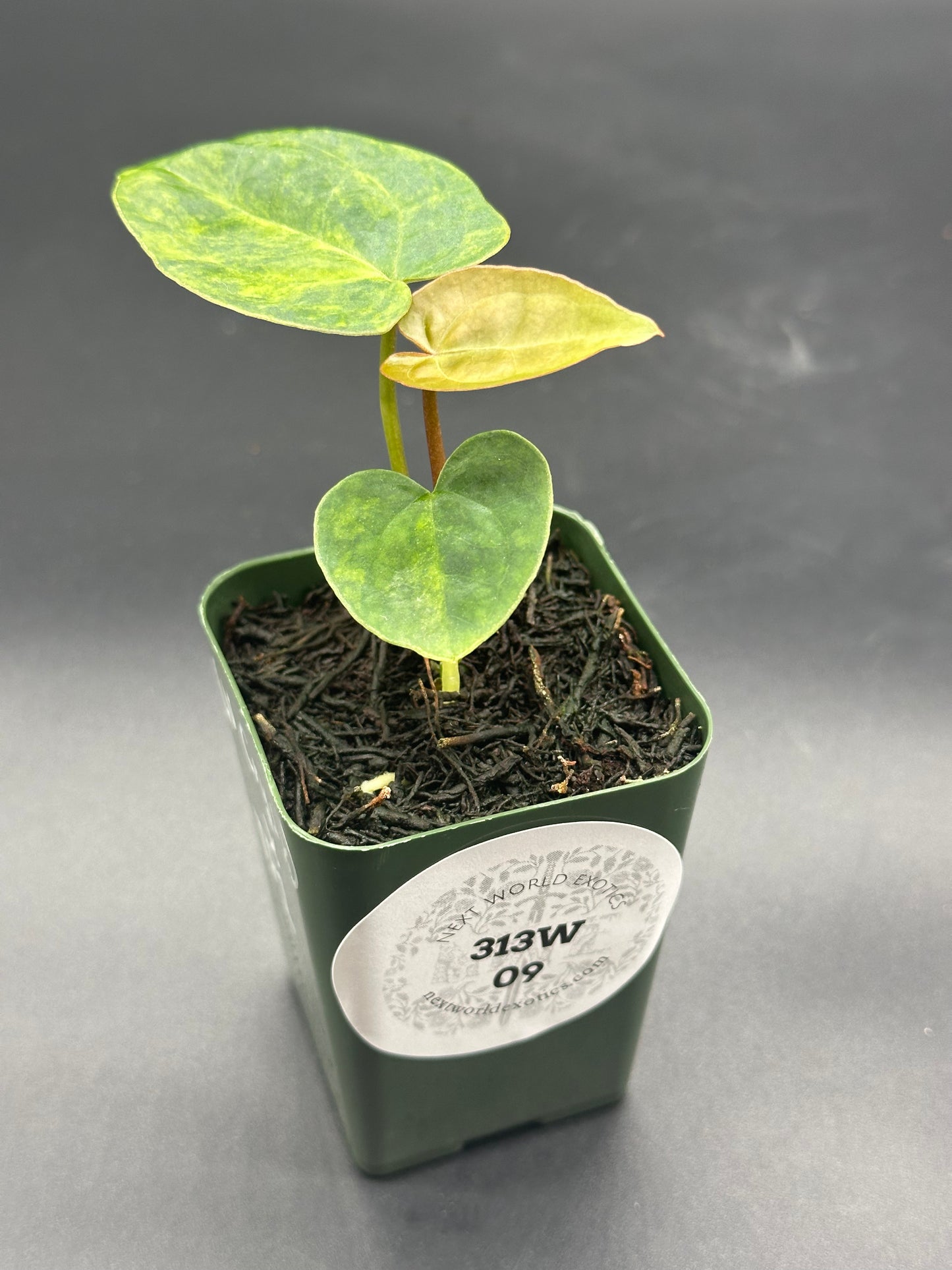 Anthurium Variegated Crystallinum 'X' x Papillilaminum 'Thai' in a small pot with a white label, showcasing its lush green leaves.