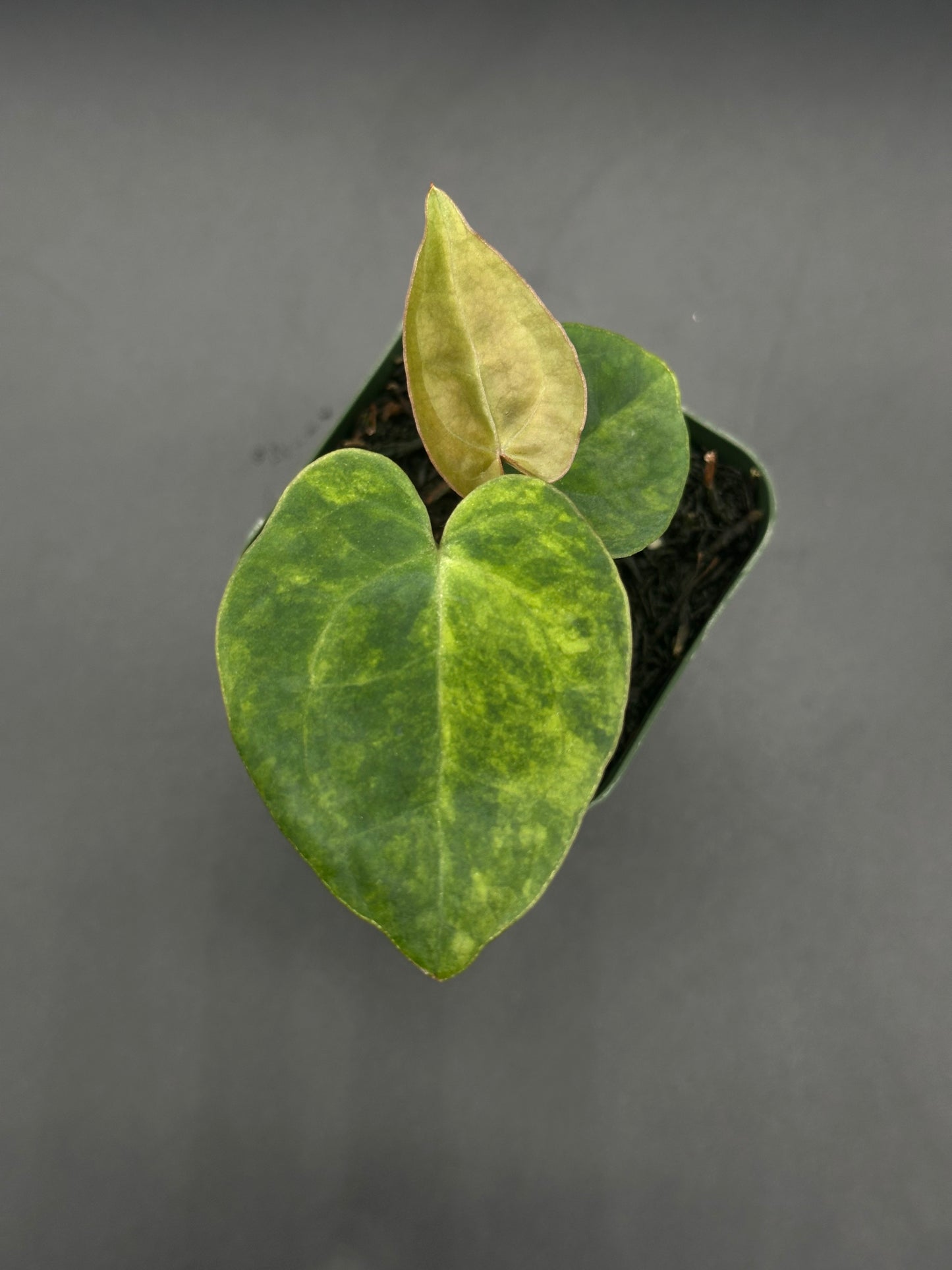 Anthurium Variegated Crystallinum 'X' x Papillilaminum 'Thai' in a pot, showcasing lush green leaves with distinctive variegation, highlighting its exotic hybrid nature.