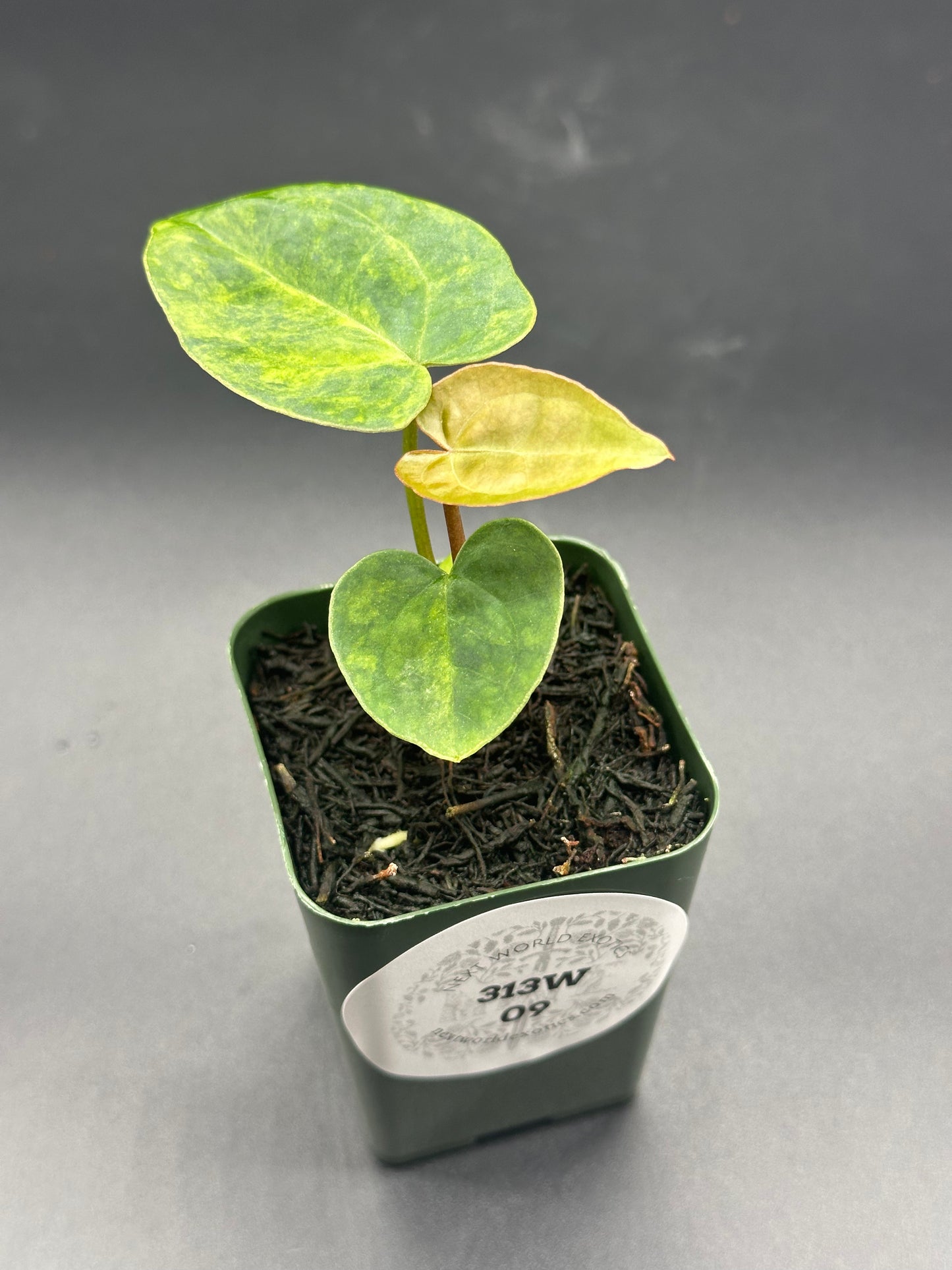 Anthurium Variegated Crystallinum 'X' x Papillilaminum 'Thai' in a 2.25-inch pot, showcasing lush green leaves, ideal for exotic houseplant enthusiasts.