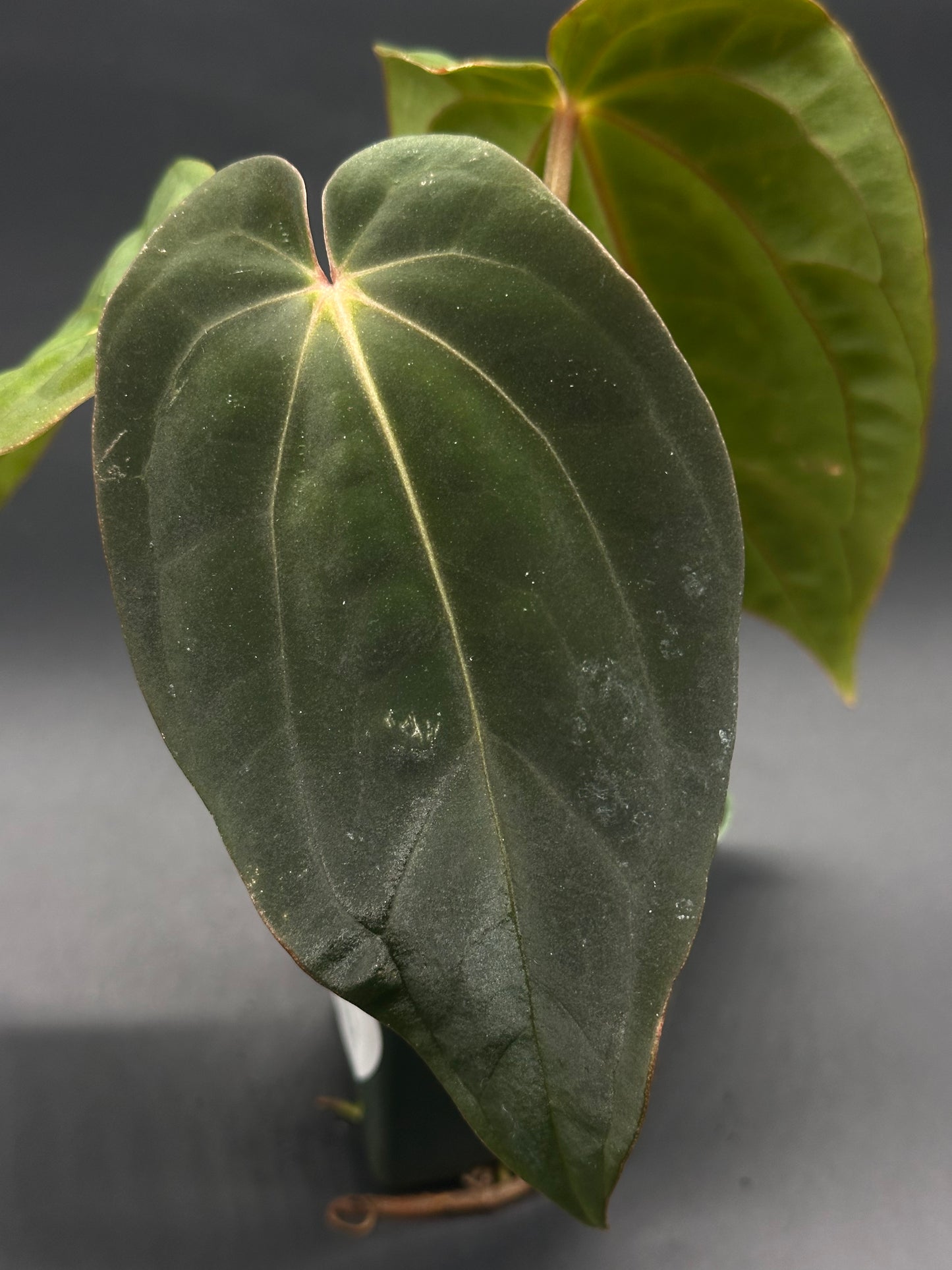 Close-up of Anthurium Black Velvet x Black Velvet hybrid leaf, showcasing its unique texture. Grown in a 2.25-inch pot by Next World Exotics.