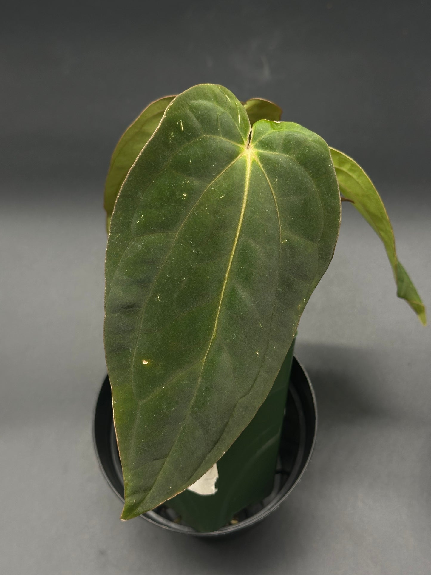 Anthurium Black Velvet x Black Velvet in a 2.25-inch pot, showcasing its lush green leaves, a rare exotic from Next World Exotics.
