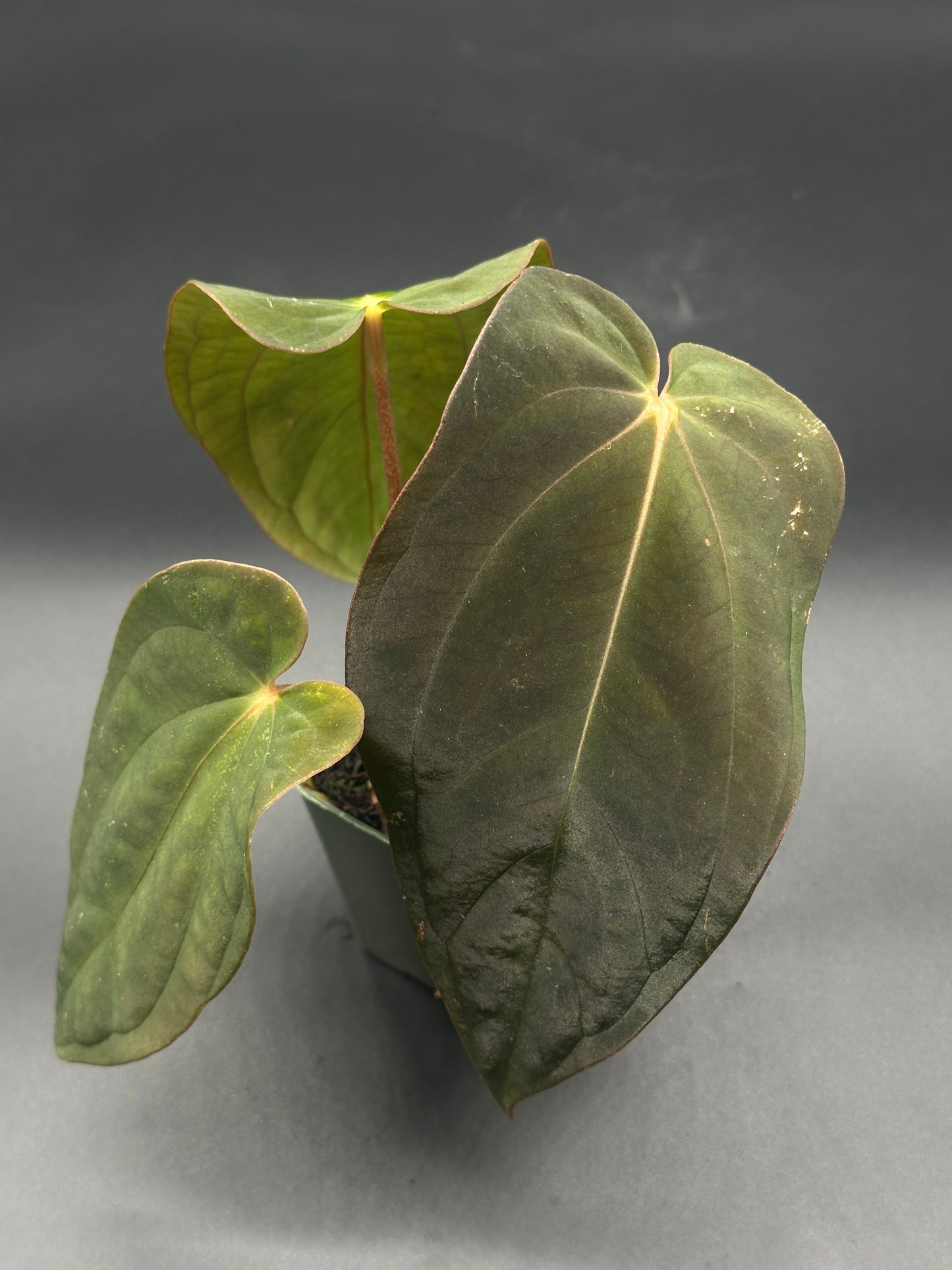 Anthurium Black Velvet x Black Velvet plant with large, textured green leaves, grown in a 2.25-inch pot, offered by Next World Exotics.