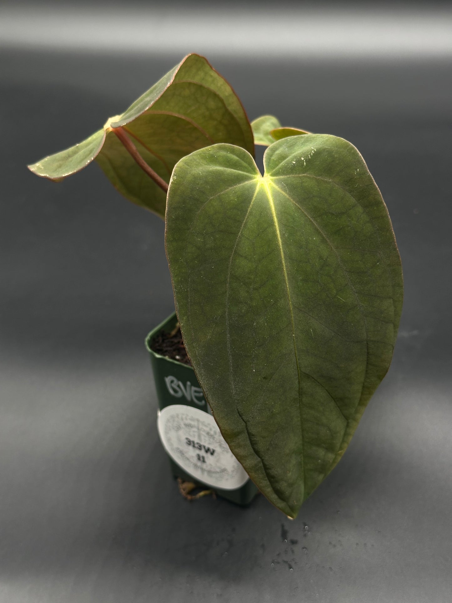 Anthurium Black Velvet x Black Velvet in a 2.25-inch pot, showcasing its lush green leaves, part of Next World Exotics' rare plant collection.