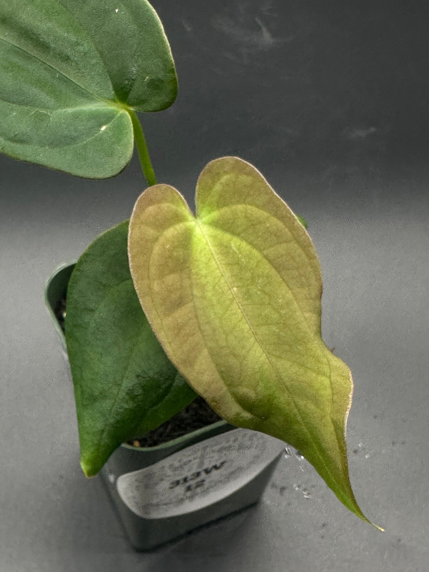 Anthurium Black Velvet x Black Velvet plant in a 2.25-inch pot, showcasing a close-up of its textured green leaves, ideal for exotic plant collectors.