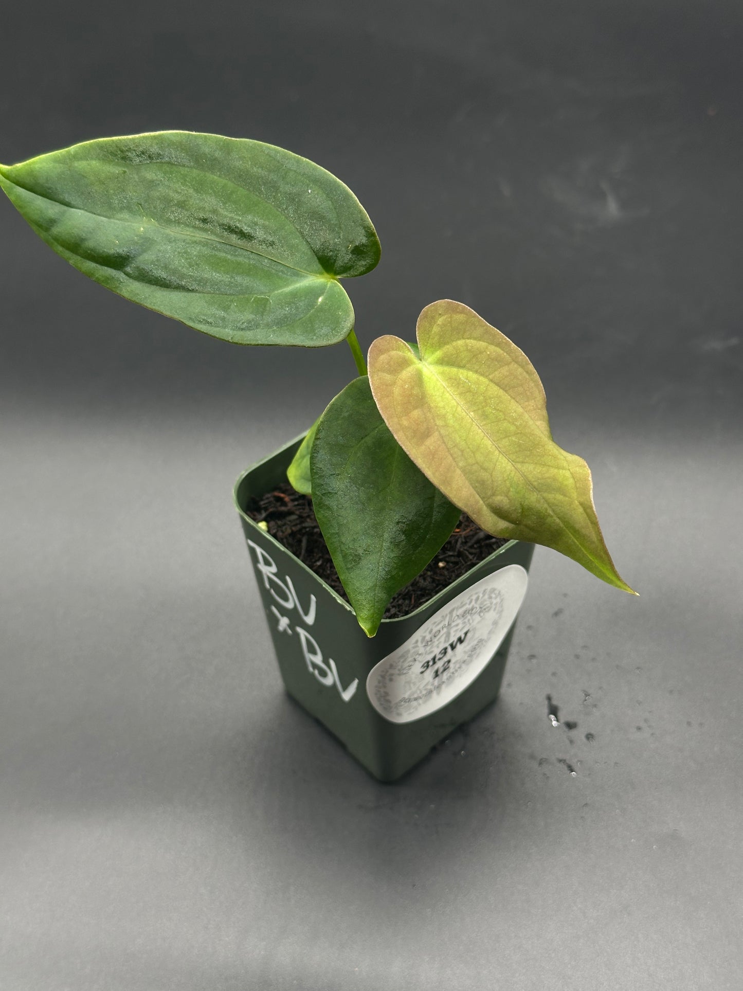 Anthurium Black Velvet x Black Velvet in a 2.25-inch pot, showcasing lush green leaves, a unique hybrid by Next World Exotics, perfect for houseplant enthusiasts.