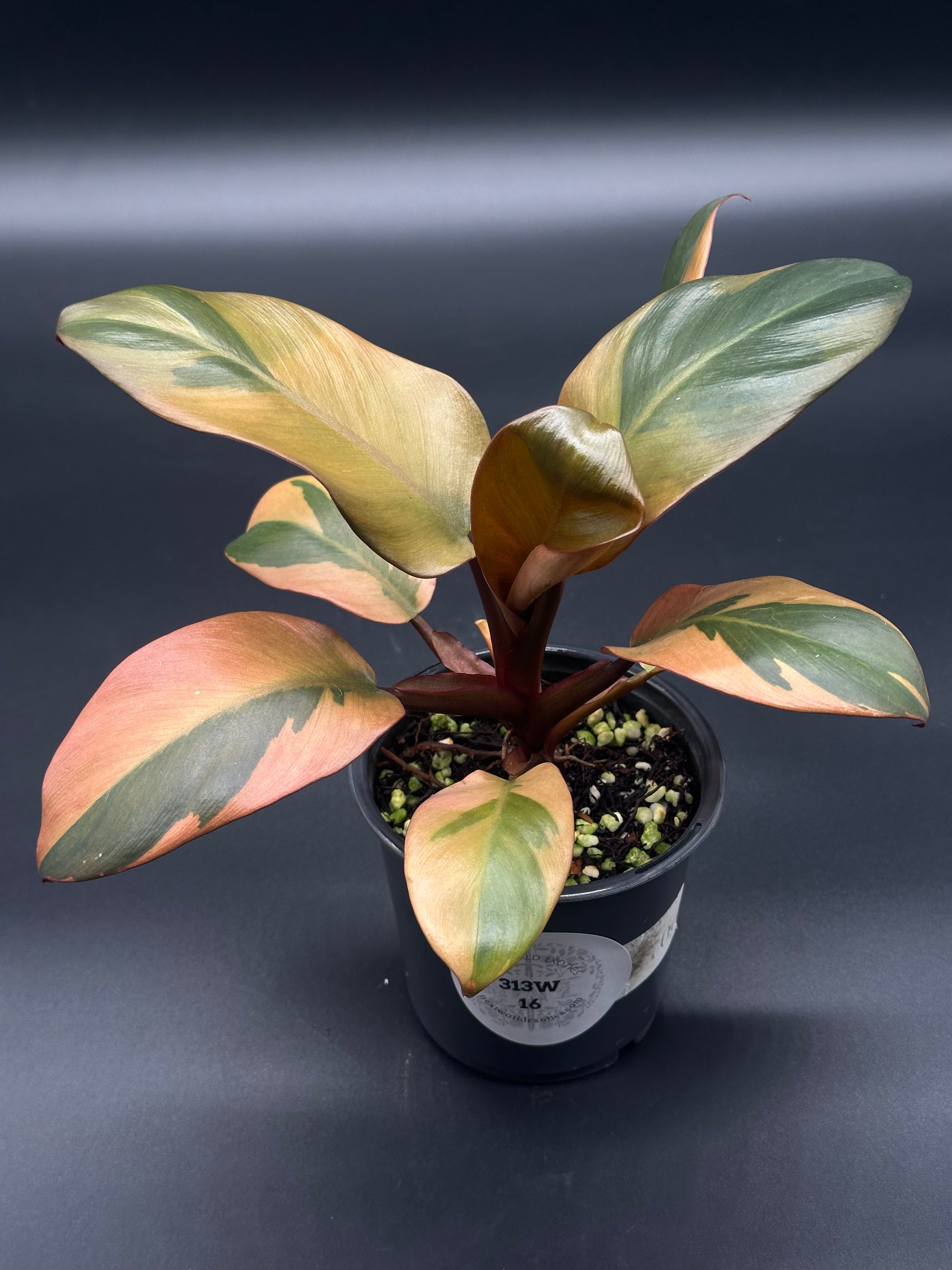 Philodendron Erubescens 'Black Cardinal' Variegated in a 4-inch pot, showcasing its unique foliage, ideal for exotic houseplant collectors or enthusiasts.
