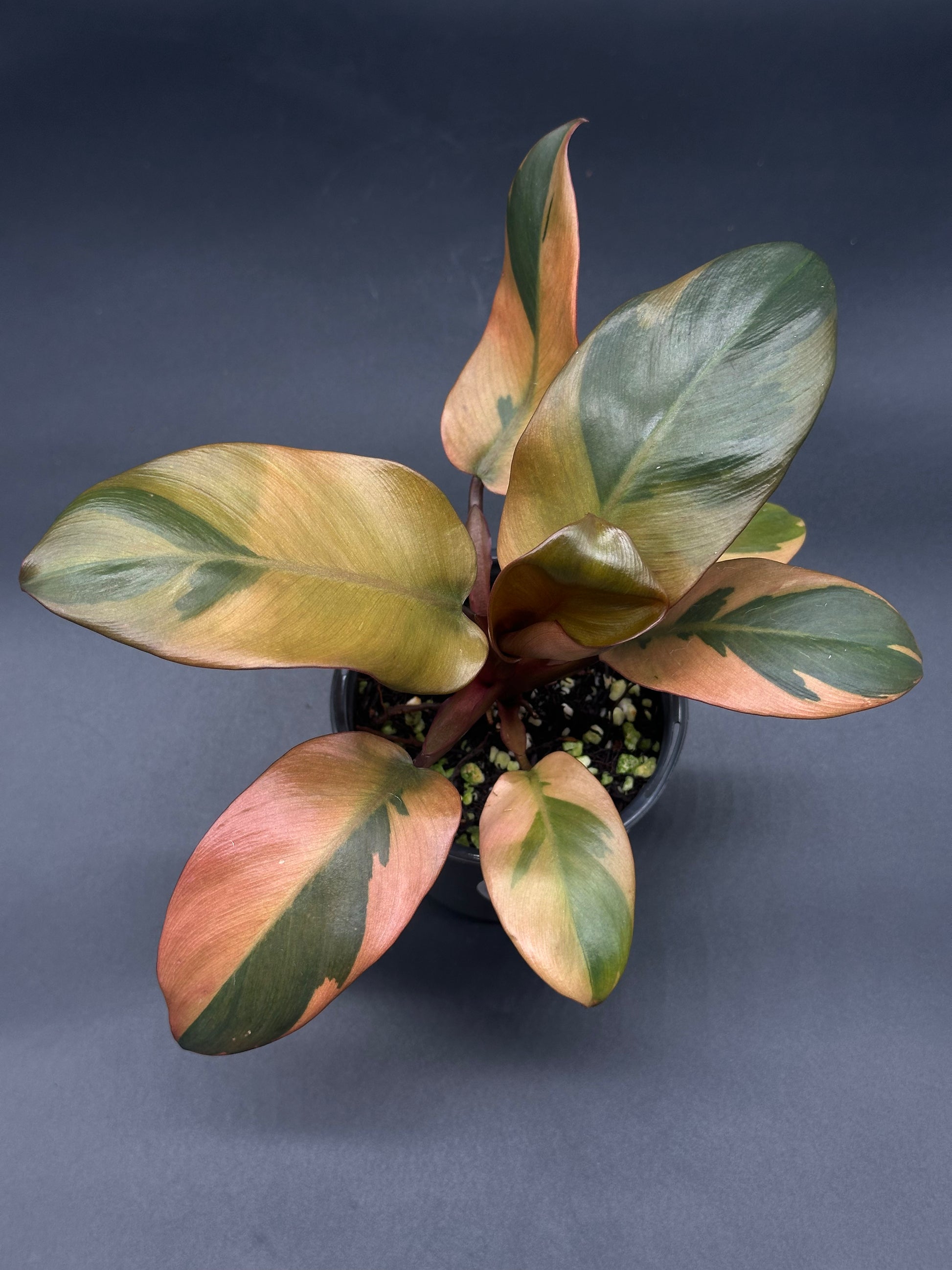 Philodendron Erubescens 'Black Cardinal' Variegated in a 4-inch pot, showcasing its unique foliage, perfect for collectors of exotic houseplants.