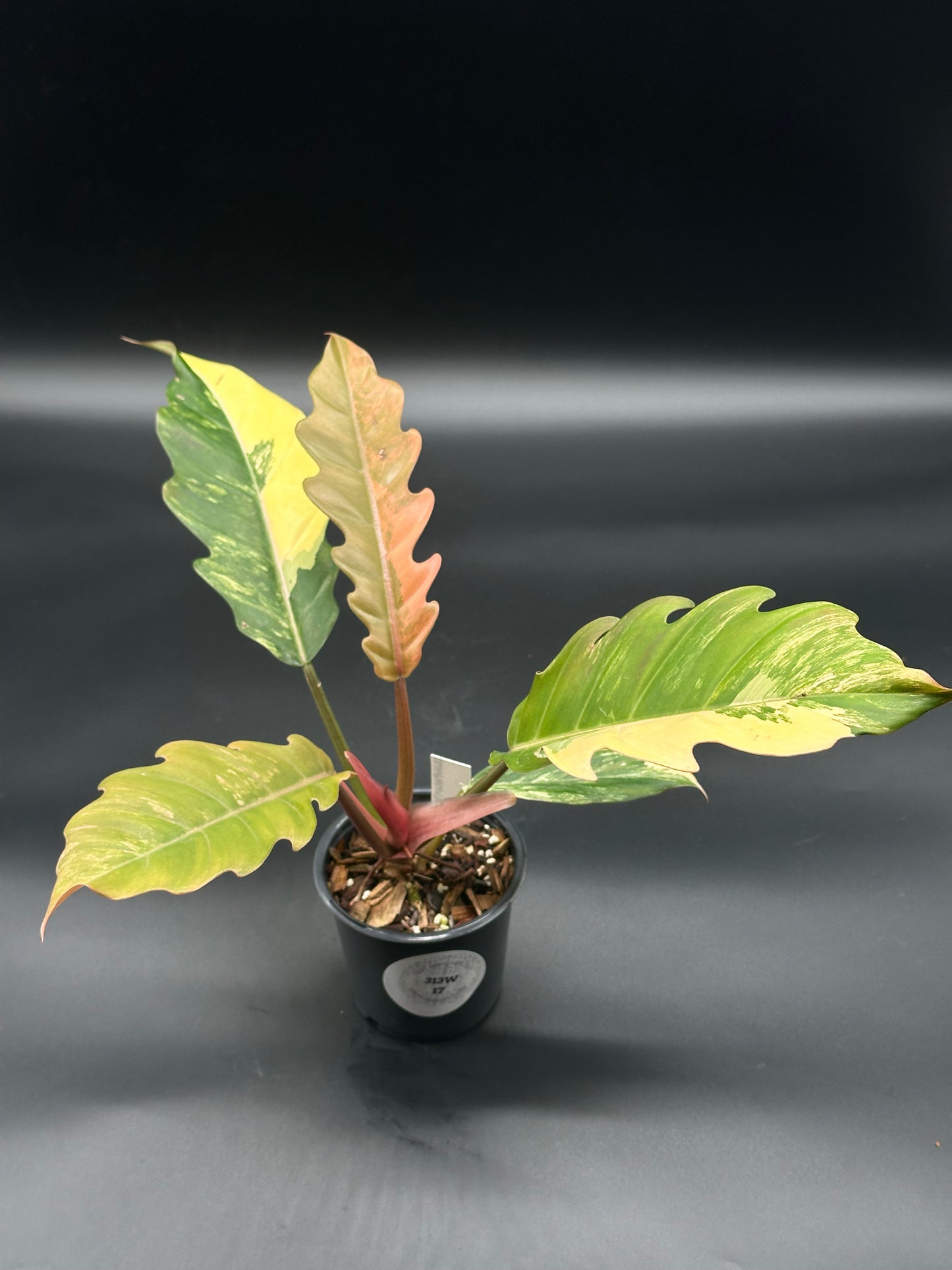 Philodendron 'Caramel Marble' in a 2.5-inch pot, showcasing distinctive variegated leaves with serrated edges, ideal for adding a unique touch to indoor spaces.
