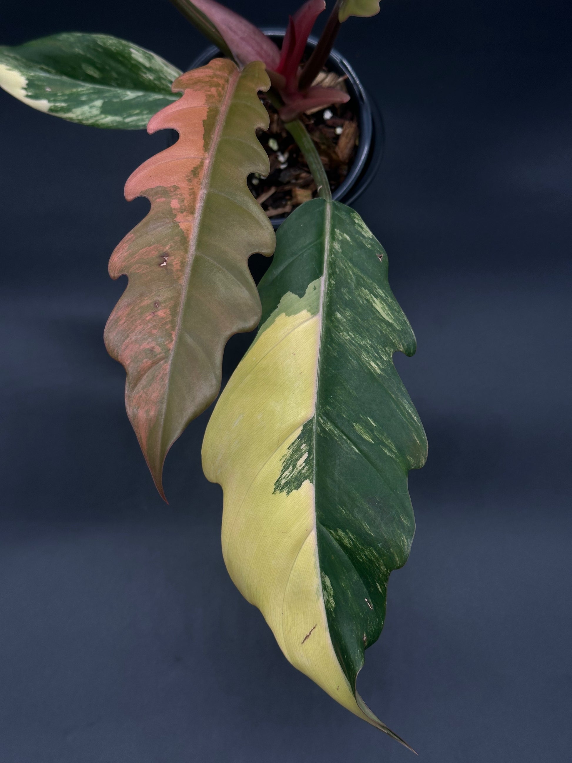 Philodendron 'Caramel Marble' in a 2.5-inch pot, showcasing large, slender leaves with deep serrated edges and striking variegation.