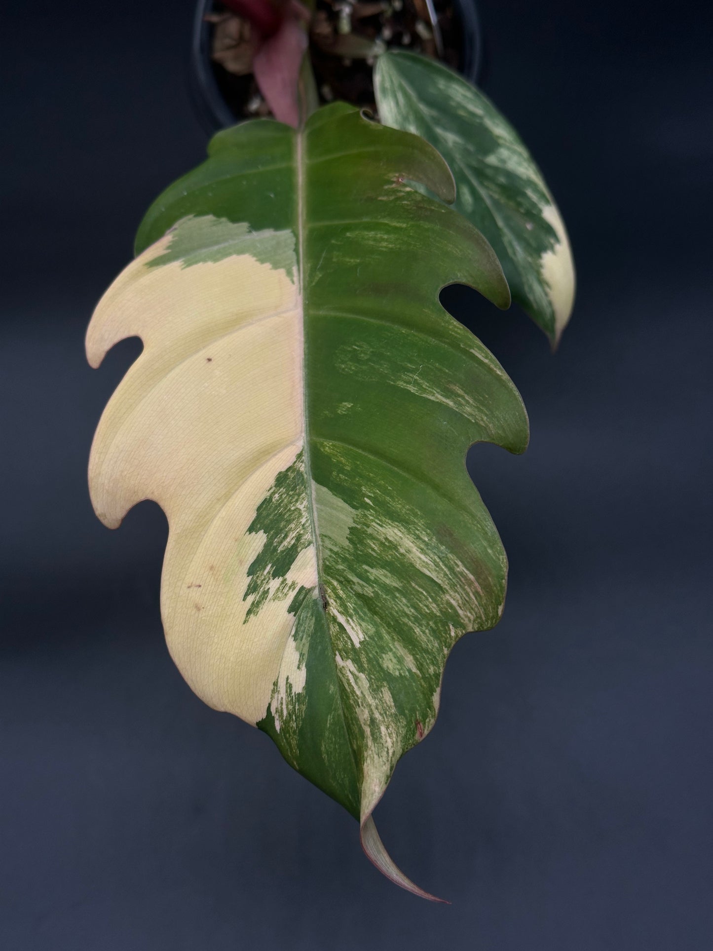 Philodendron 'Caramel Marble' in a 2.5-inch pot, showcasing large, slender leaves with deep serrated edges and distinctive variegation patterns.