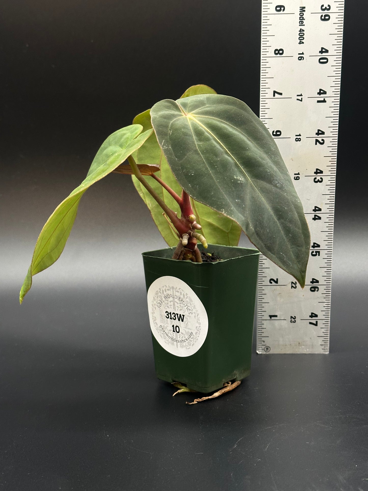 Anthurium Black Velvet x Black Velvet (313W10) in a 2.25-inch pot, featuring lush foliage, accompanied by a ruler for size reference.