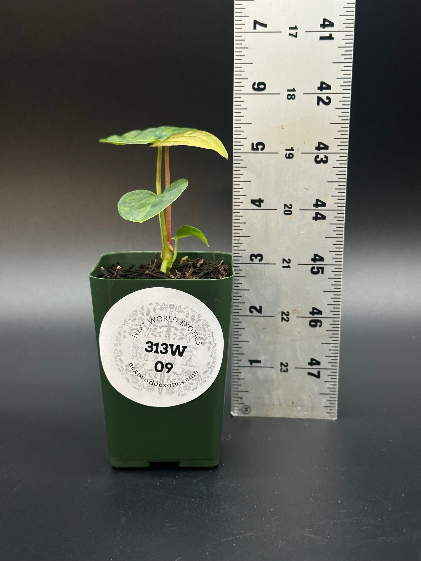 Anthurium Variegated Crystallinum 'X' x Papillilaminum 'Thai' in 2.25-inch pot; plant next to a ruler, showcasing growth.